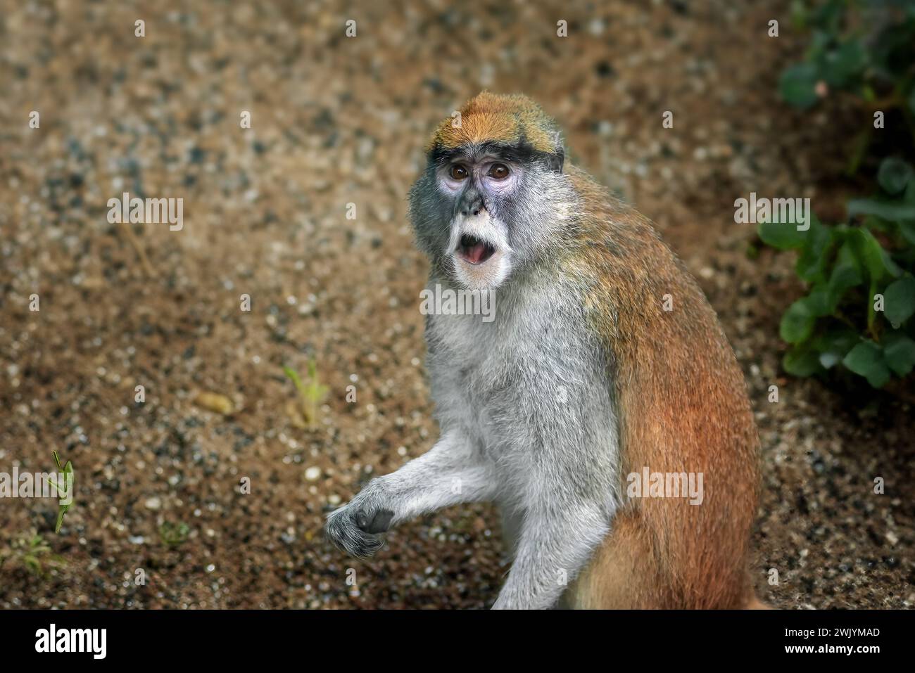 Patas-Affe (Erythrocebus patas) - Affe der Alten Welt Stockfoto