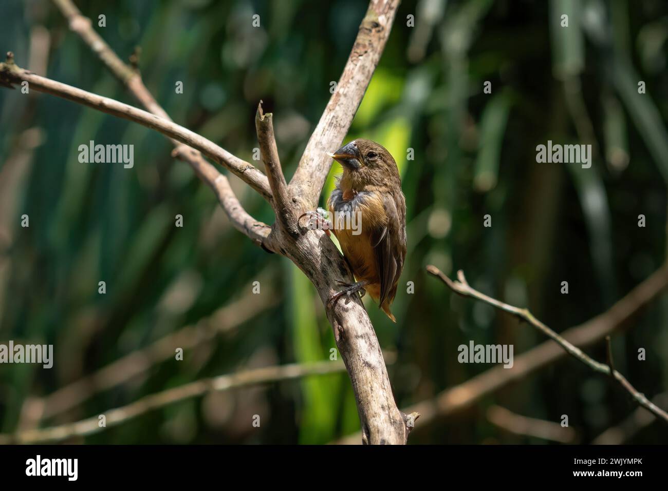 Weibliche Kastanienbauchfinke (Sporophila angolensis) Stockfoto
