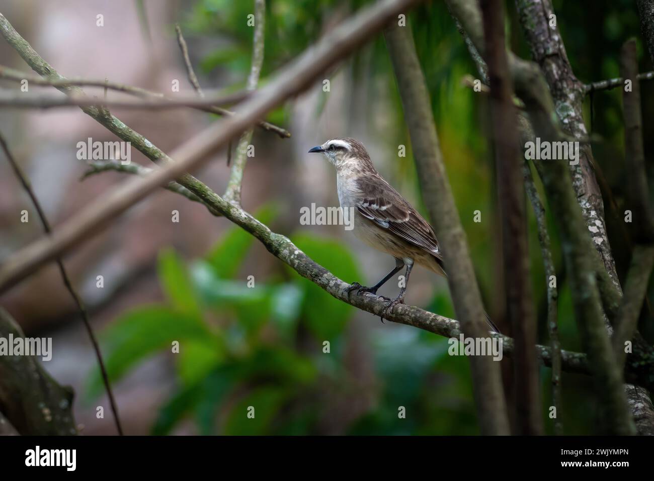 Kreide-Brauen-Mockingbird (Mimus saturninus) - imitiert Soor Stockfoto