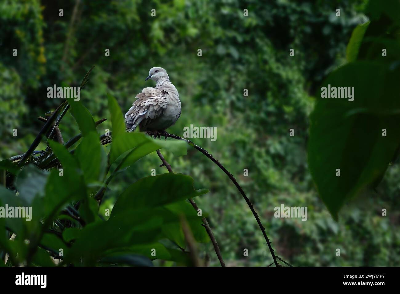 Ringhalstaubenvogel (Streptopelia capicola) Stockfoto