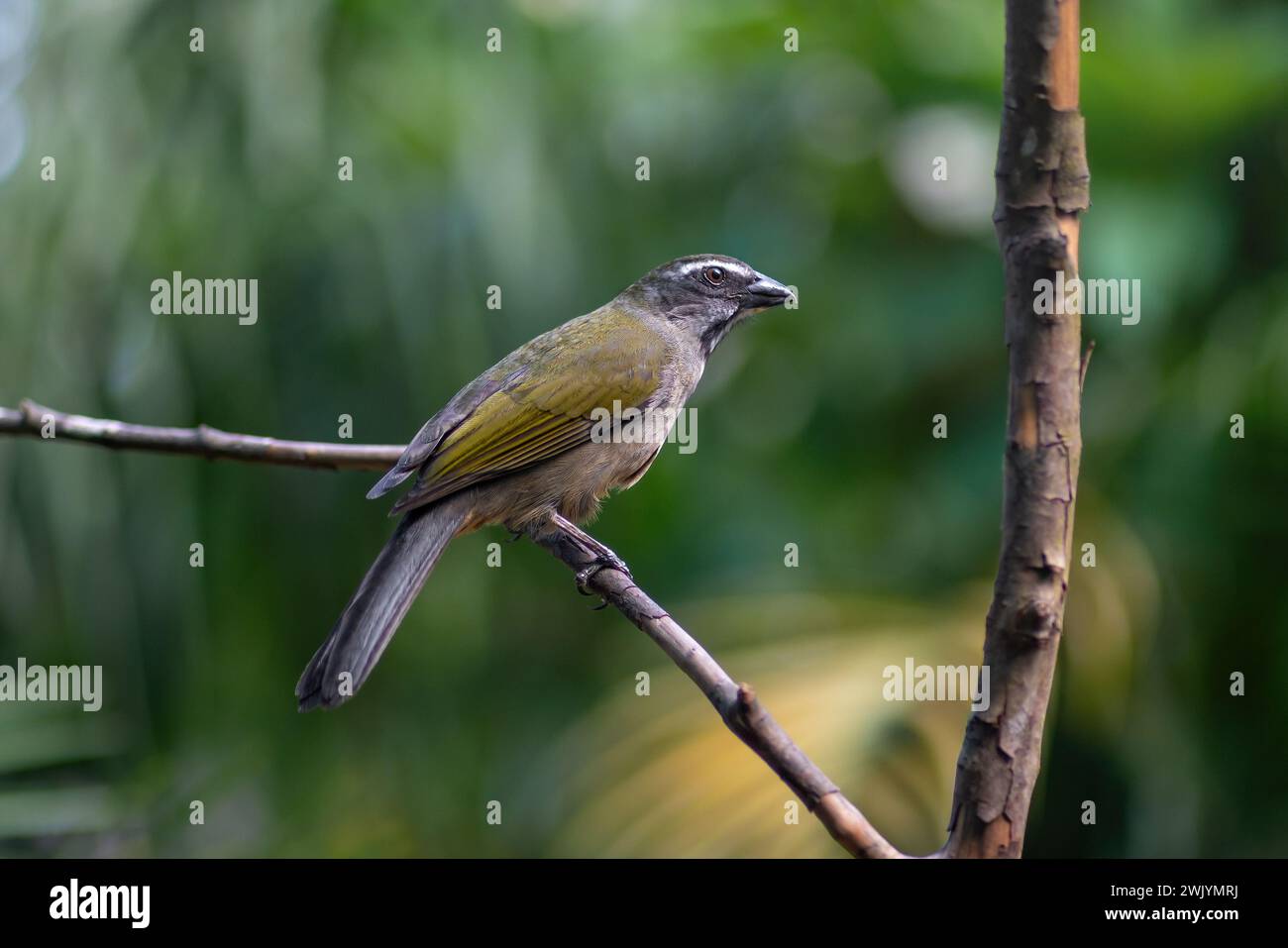 Buff-throated Saltator Bird (Saltator similis) Stockfoto
