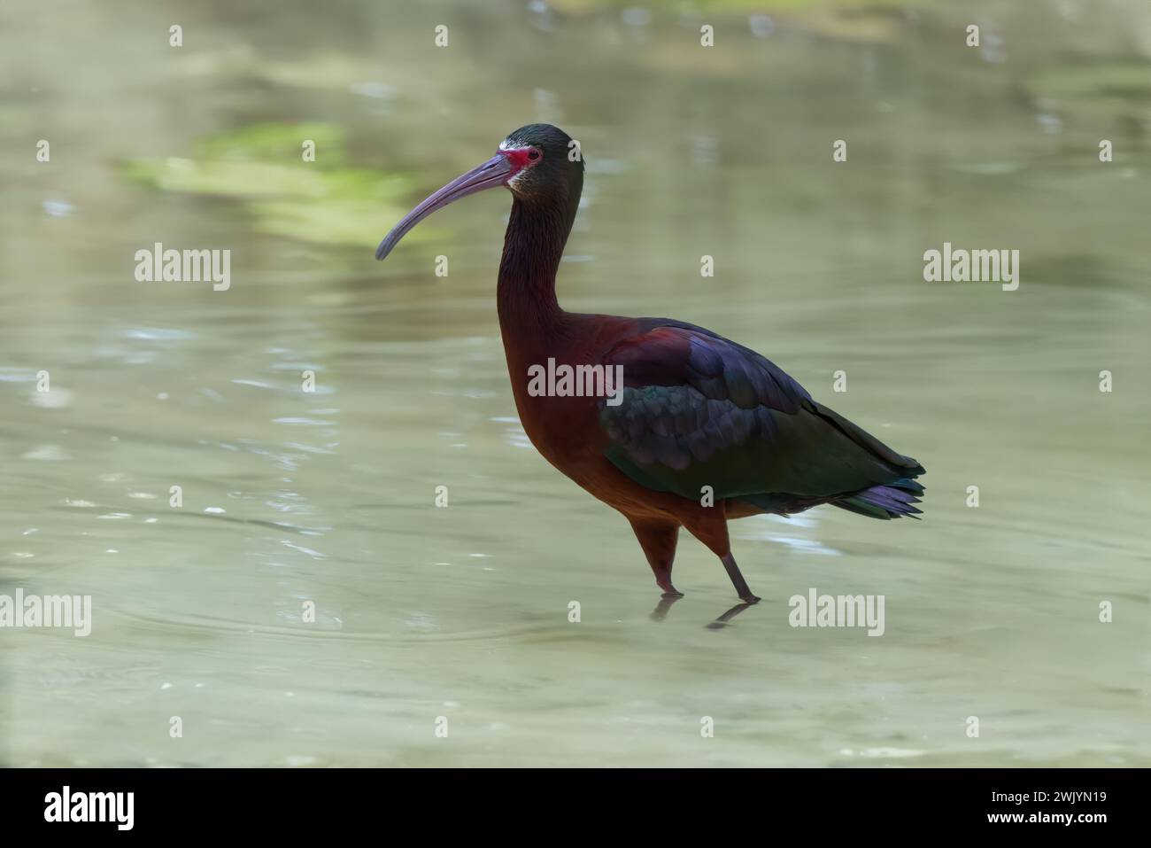 Weiß gesicherter Ibis-Vogel (Plegadis chihi) Stockfoto