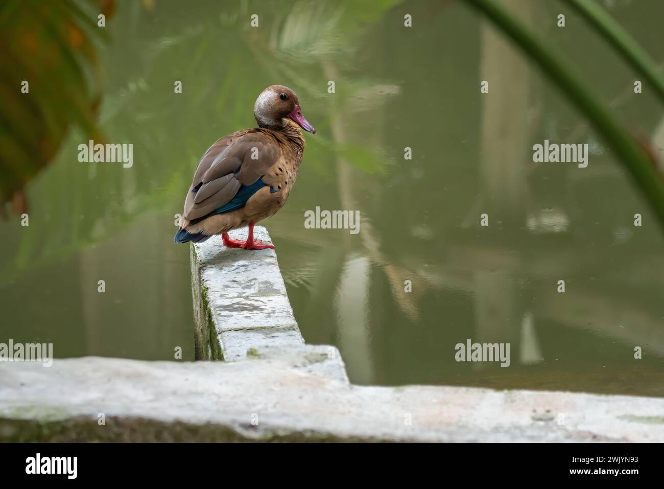 Brasilianisches Teal (Amazonetta brasiliensis) - Wasservögel Stockfoto