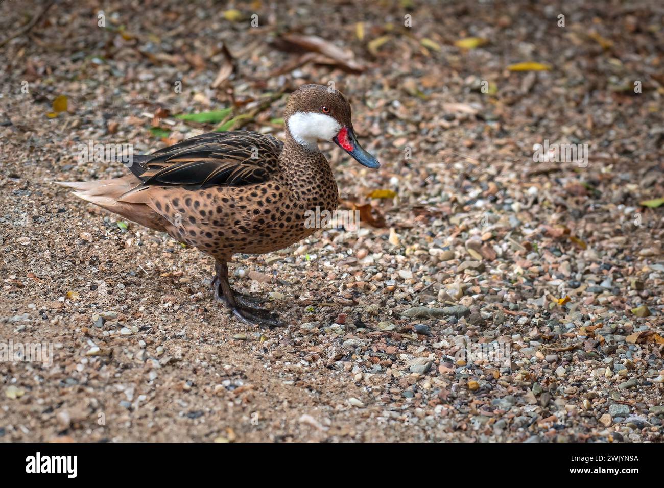 Weißwangenschwanz (Anas bahamensis) - Wasservögel Stockfoto