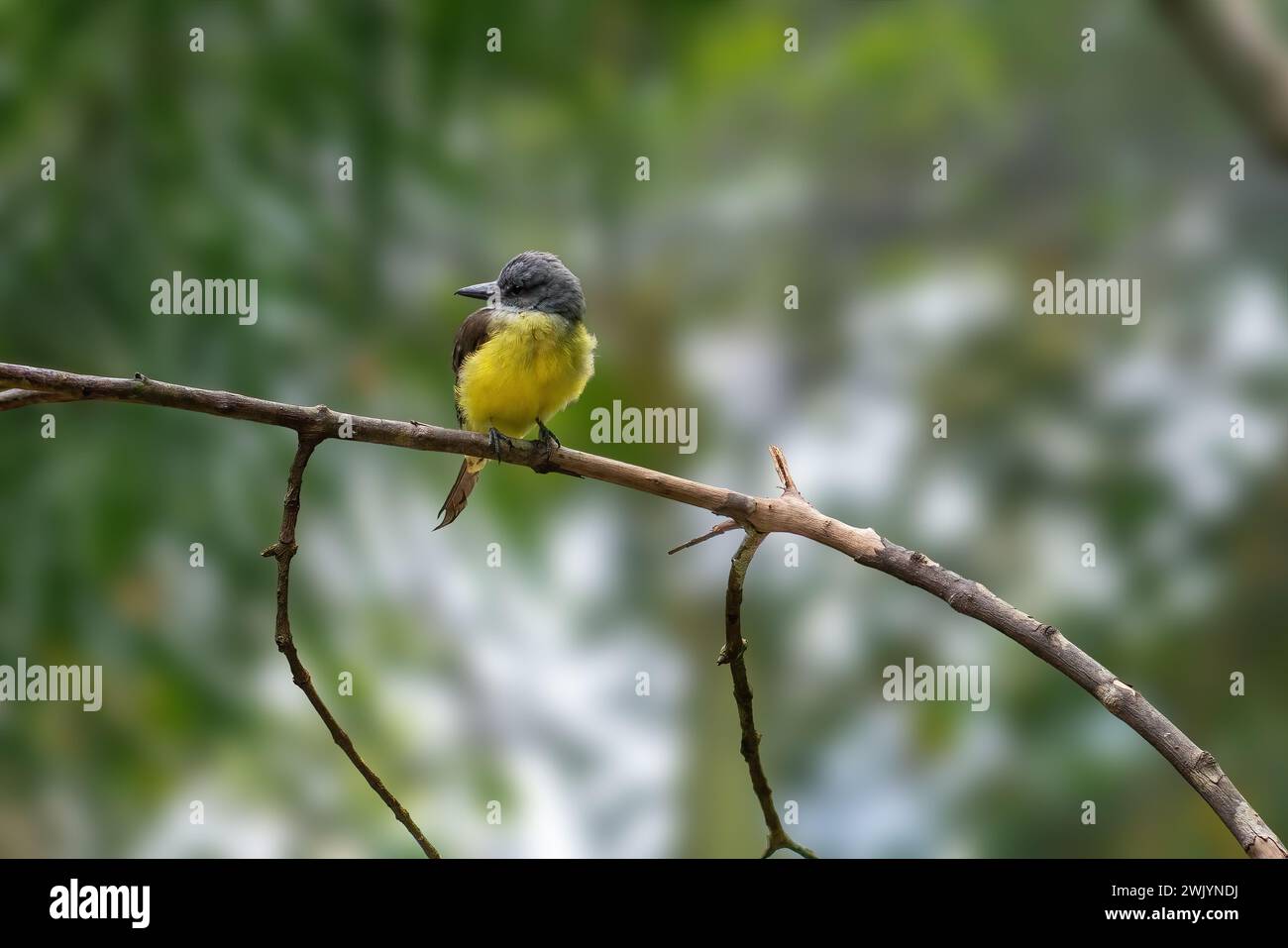 Tropischer Königskönig (Tyrannus melancholicus) - Tyrann Flycatcher Stockfoto