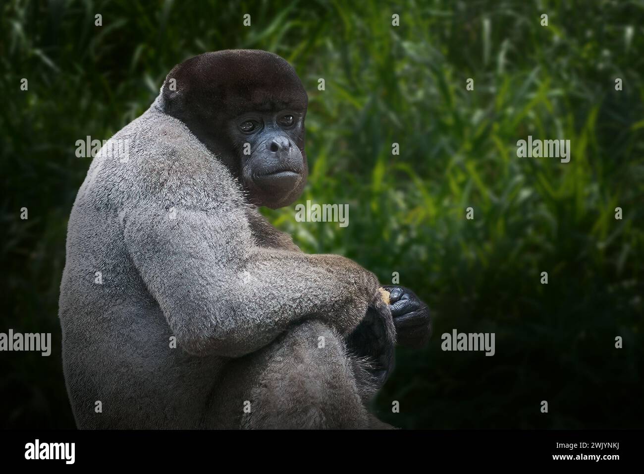 Gemeinsamen Woolly Monkey (Lagothrix Lagotricha) Stockfoto