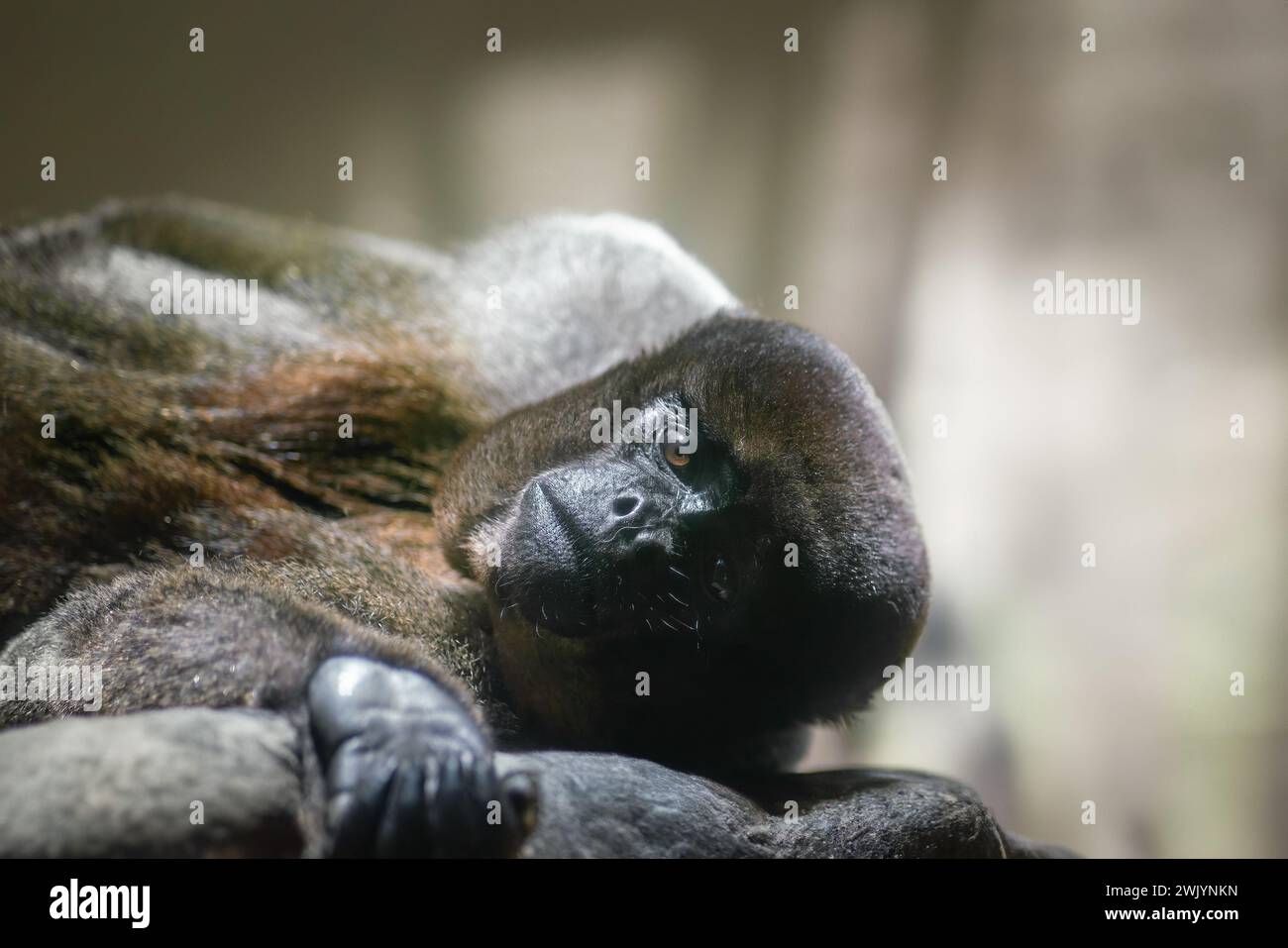 Gemeinsamen Woolly Monkey (Lagothrix Lagotricha) Stockfoto