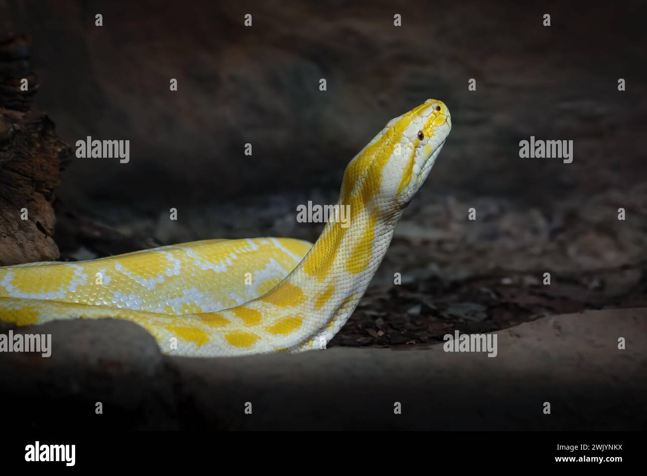 Burmesische Albino-Python (Python Bivittatus) Stockfoto