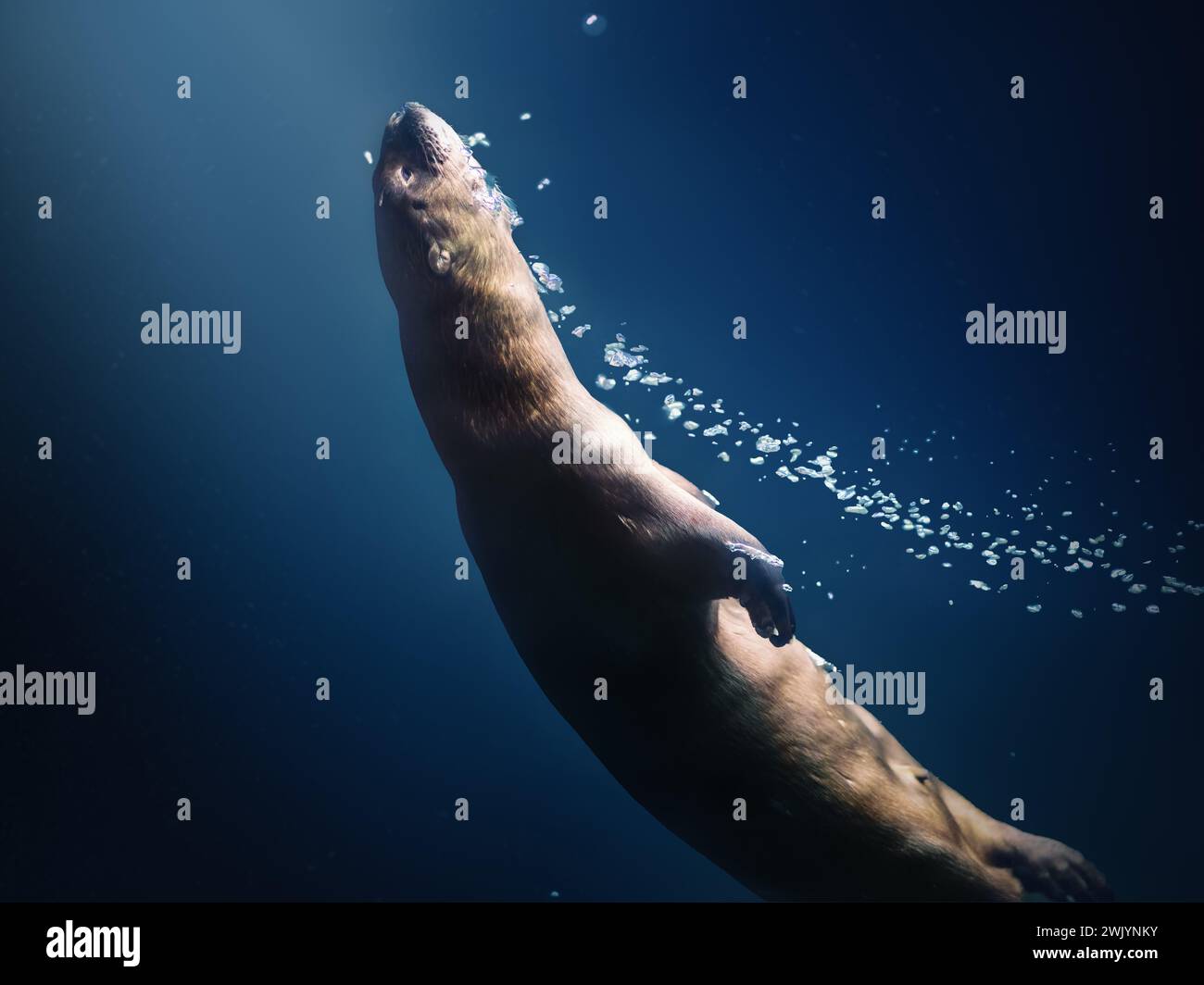 Neotropischer Fluss Otter (Lontra Longicaudis) Tauchen unter Wasser Stockfoto