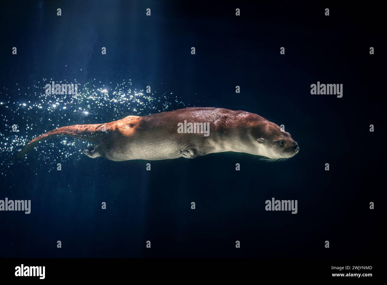 Neotropischer Fluss Otter (Lontra Longicaudis) Tauchen Stockfoto