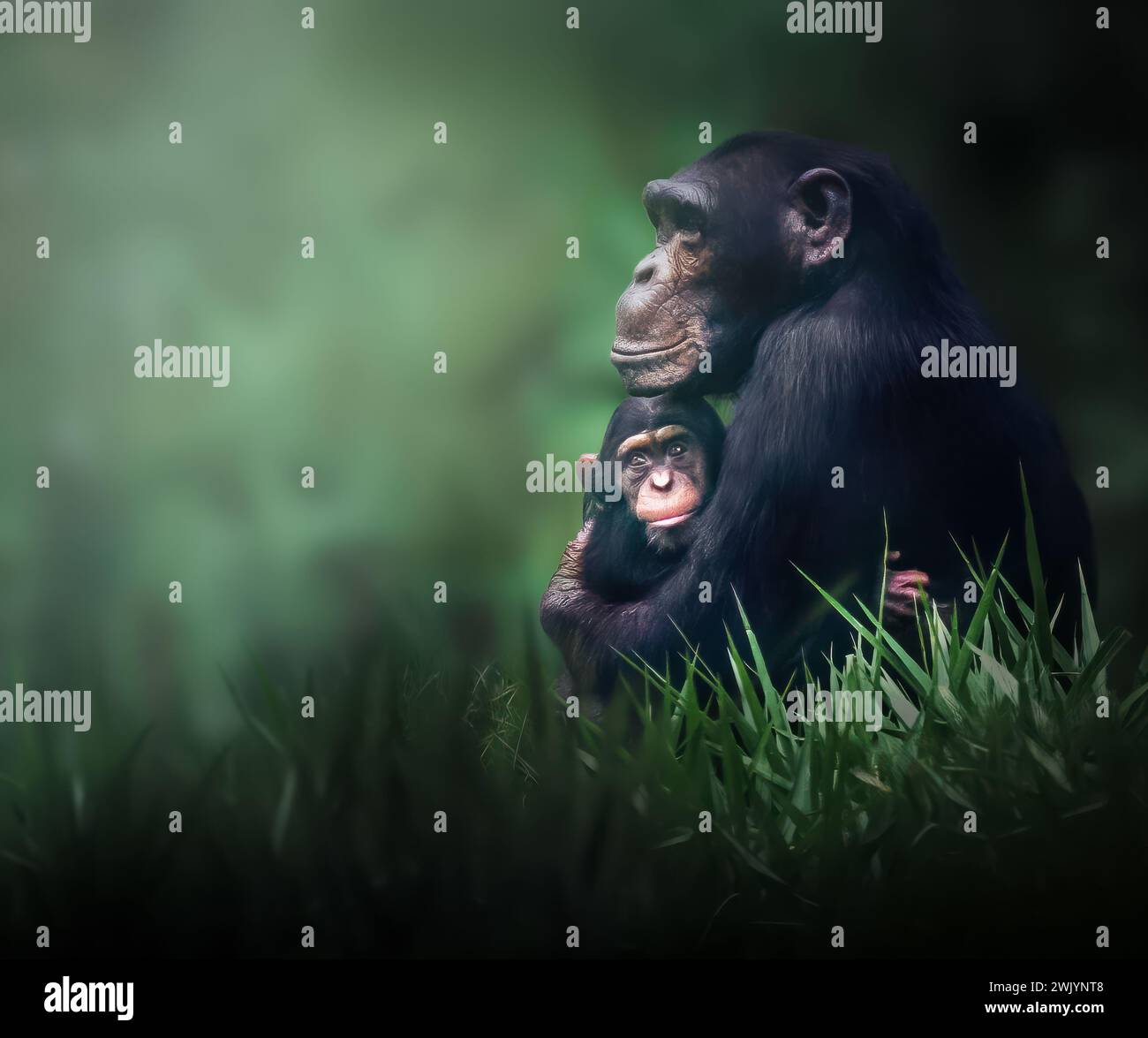 Mutter und Kind eines Schimpansen (Pan troglodytes) Stockfoto