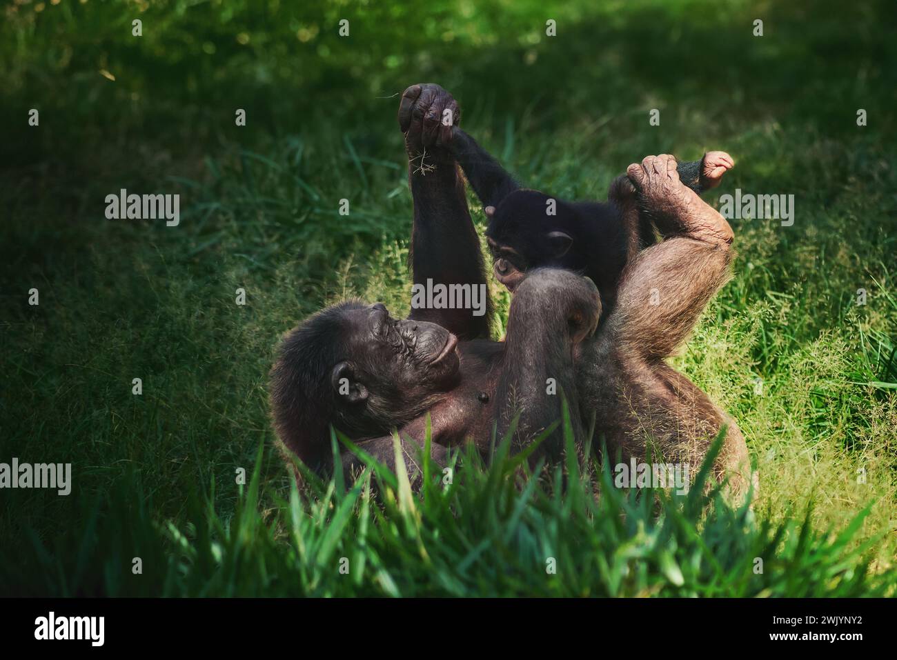 Schimpansenmutter und Kind spielen (Pan troglodytes) Stockfoto