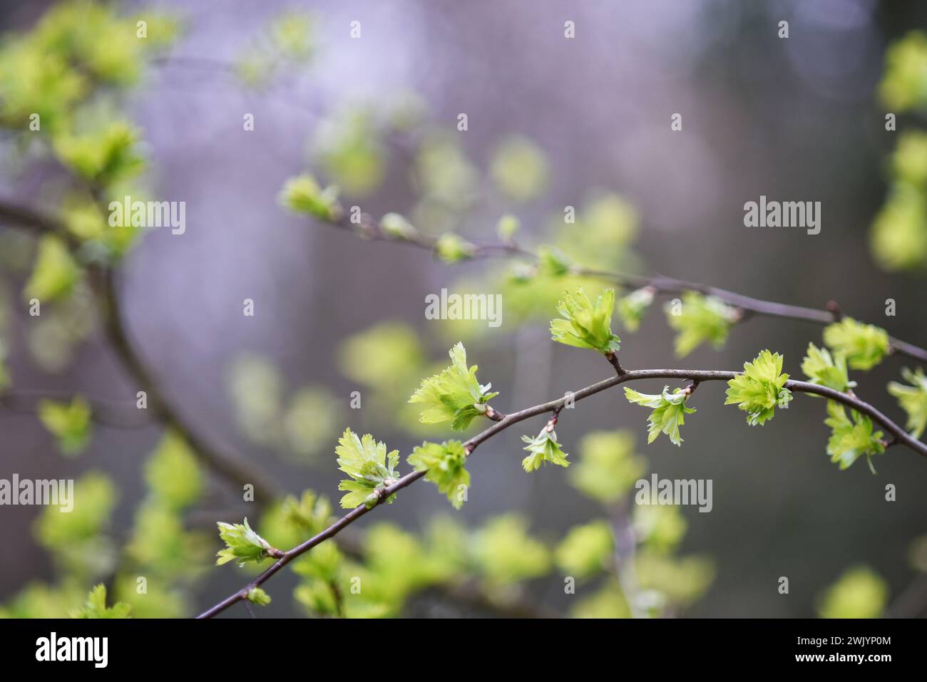 Neue Blätter auf einem Busch, fotografiert im Frühjahr auf einem unscharfen natürlichen Hintergrund, ein Symbol für ein neues Leben oder einen neuen Anfang. Stockfoto