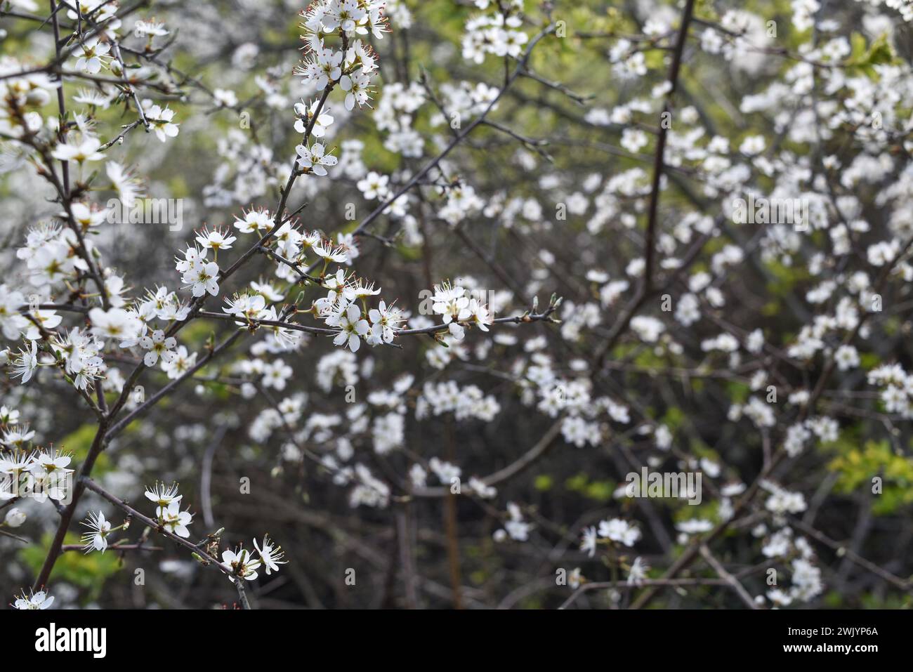 Schwarzdornbaum-Zweig mit den weißen Blüten im Frühjahr. Schöner floraler Hintergrund. Vorstellung von neuem Leben und Anfängen, Hoffnungskonzept. Stockfoto
