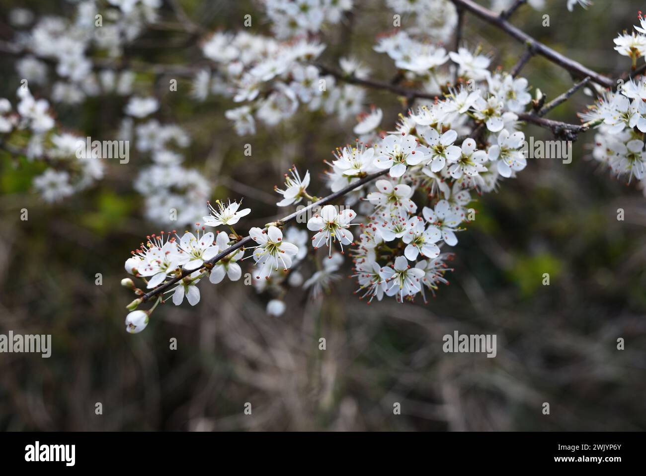 Schwarzdornbaum-Zweig mit den weißen Blüten im Frühjahr. Schöner floraler Hintergrund. Vorstellung von neuem Leben und Anfängen, Hoffnungskonzept. Stockfoto