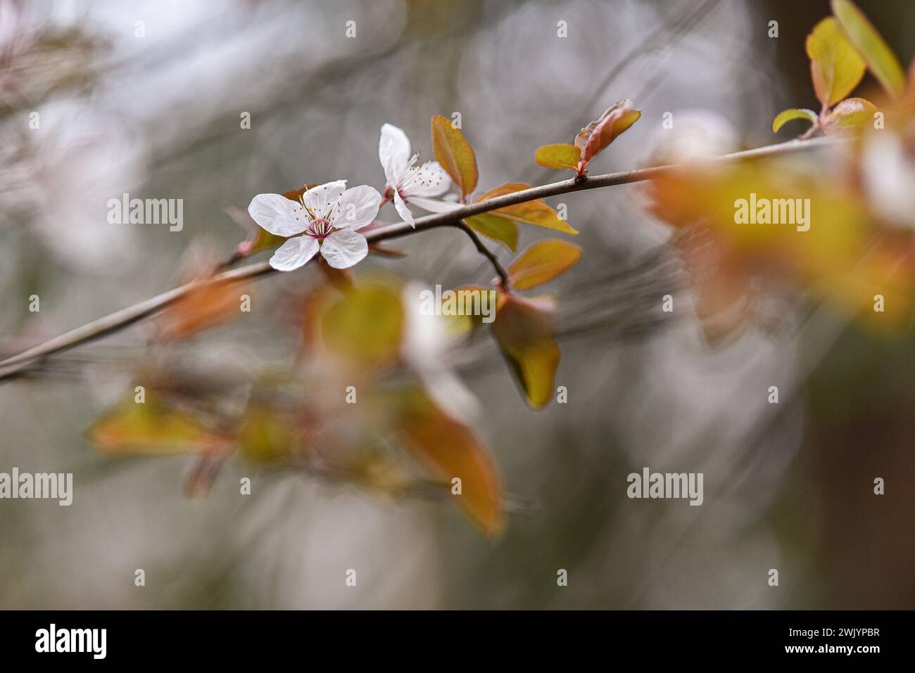 Schließen Sie den blühenden Zweig des wilden Kirschpflaumes im Frühjahr mit weißen Blüten und jungen Blättern. Weicher Hintergrund mit Blumenmuster. Stockfoto