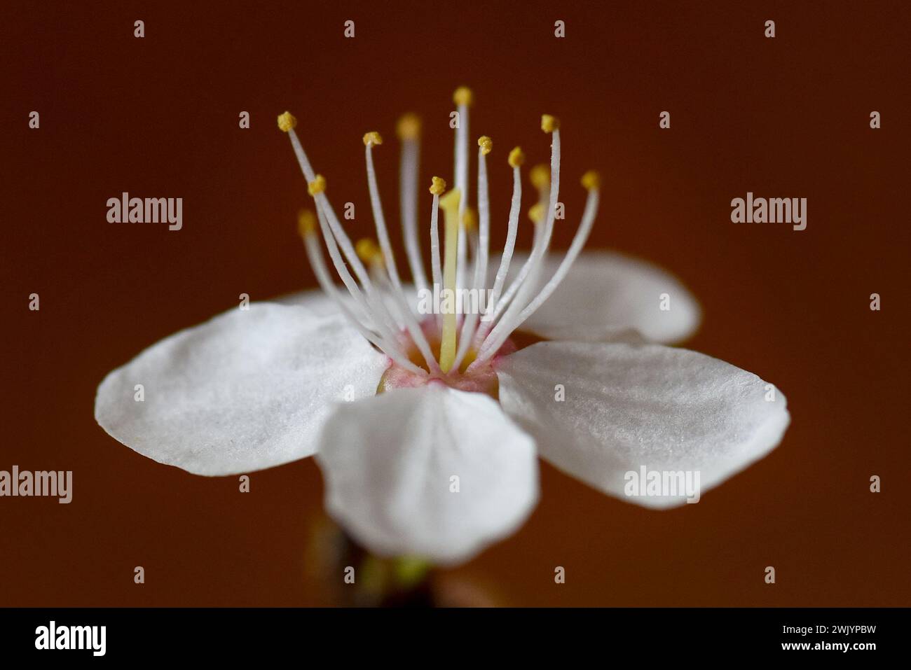 Ein Kirschpflaumenbaum blüht im Frühling. Makro- oder Nahaufnahme-Foto einer Blume mit selektivem Fokus auf Blütenblättern und Staubblättern. Stockfoto