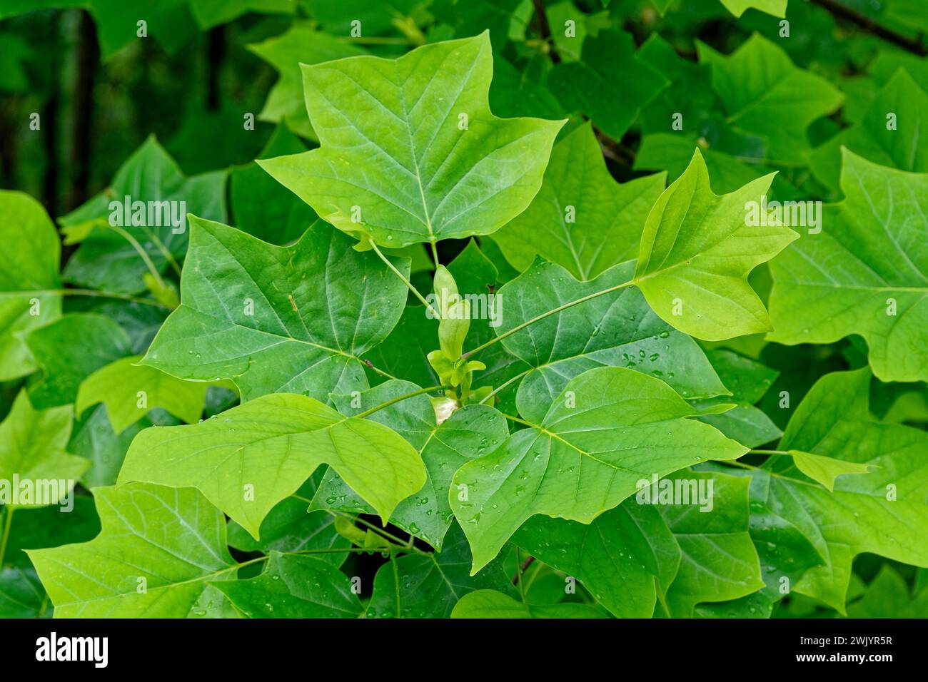 Neu geöffnete hellgrüne Blätter auf einem Tulpenbaum oder Pappelzweig aus der Nähe mit Regentropfen auf der Oberfläche der Blätter im Frühling Stockfoto