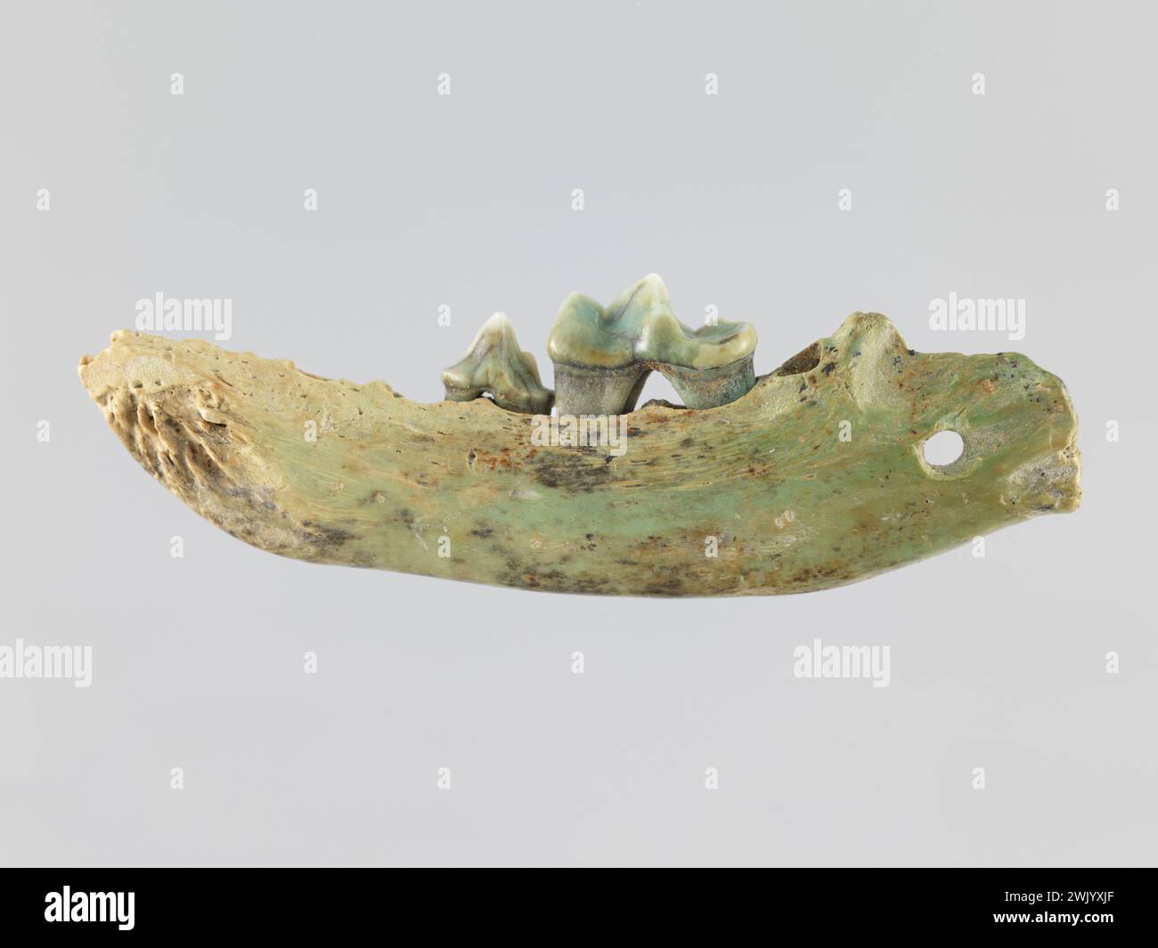 Mandible de Loutre (gebräuchlicher Name). Unterkiefer vom Otter. Carnavalet Museum, Geschichte von Paris. Stockfoto