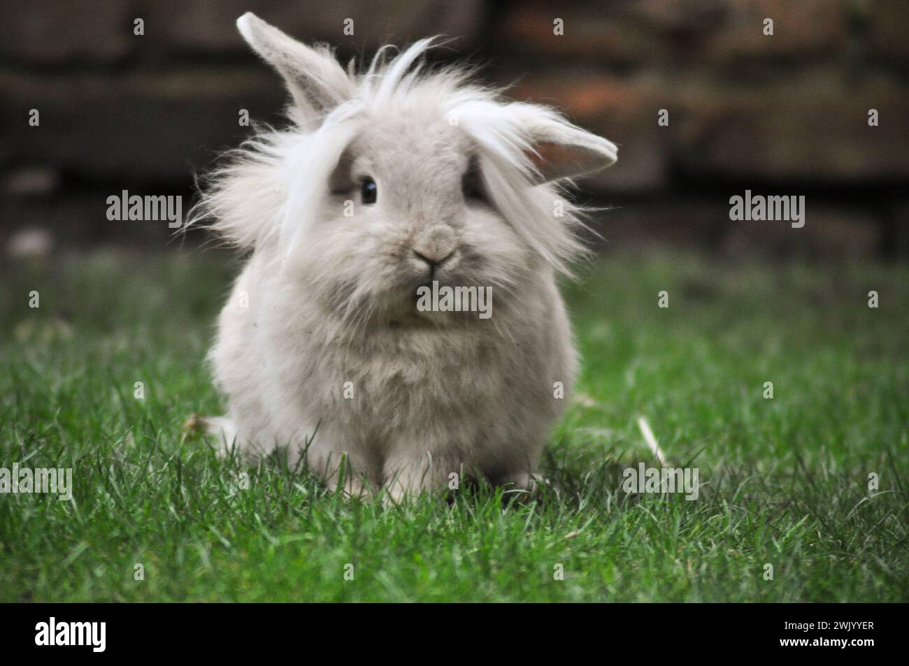 Junge sandfarbene Zwergkaninchen mit Löwenkopf in einem Garten Stockfoto