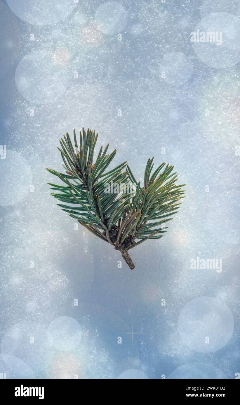 Schneehintergrund mit Tannenzapfen und Tannenzweig. Ein Kegel von einem Weihnachtsbaum liegt im Schnee. Keine Verschwendung von Weihnachtsideen. Wintersaison, weihnachtskonsum Stockfoto