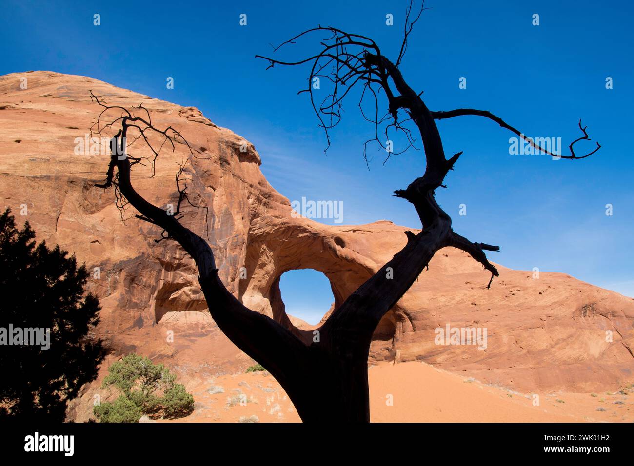 Einzigartige Silhouette eines Baumes, das ein surreales, seltsames, lustiges Bild eines Lochs im Kopf im Wüstental des Utah Monument mit blauem Himmel erzeugt Stockfoto