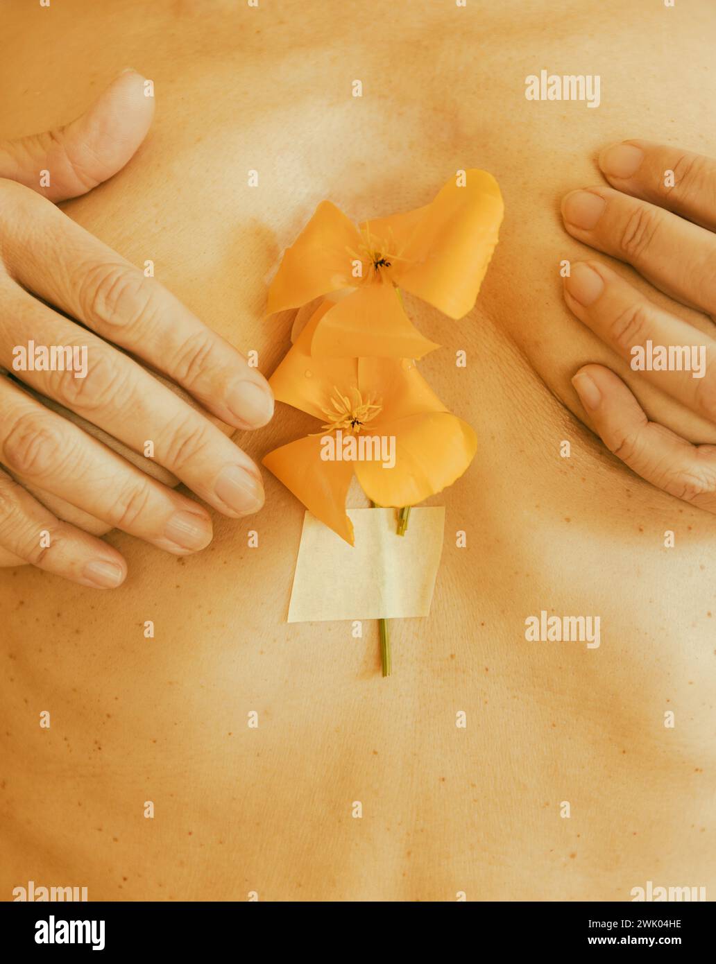 Mohnblumen in der Mitte der Brust, frankreich Stockfoto