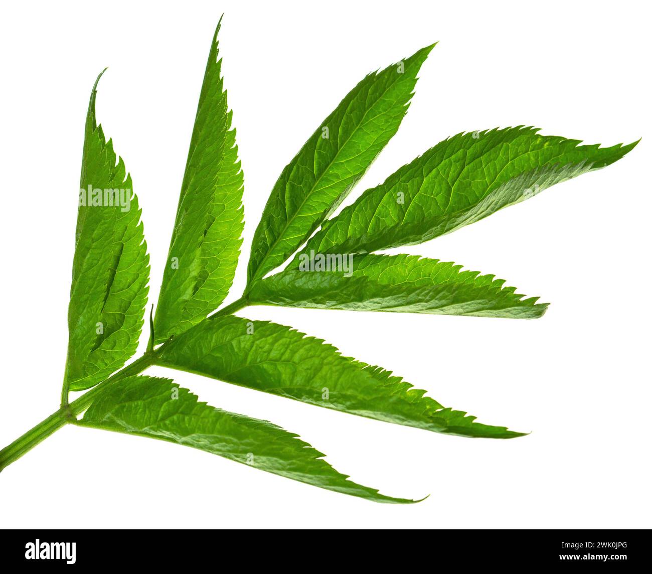 Grünes Blatt isoliert auf weißem Hintergrund. botanisches Designelement. Frühlingsgrün. Ein schönes Blatt zur Dekoration. Grün. Natur. Stockfoto