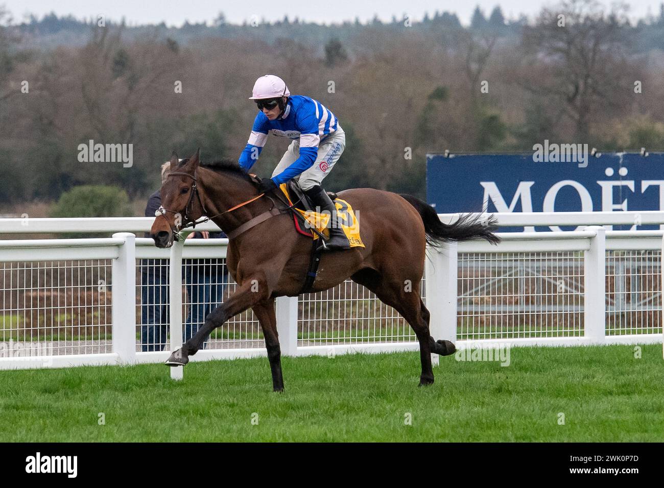 Ascot, Berkshire, Großbritannien. Februar 2024. Horse PIC D'Orhy geritten von Jockey Harry Cobden Gewinner der Betfair Ascot Steeple Chase beim Betfair Ascot Chase Raceday auf der Ascot Racecourse für die Besitzerin Johnny de la Hey und Trainer Paul Nicholls, Ditcheat. Sponsor Der Morson Group. Quelle: Maureen McLean/Alamy Live News Stockfoto