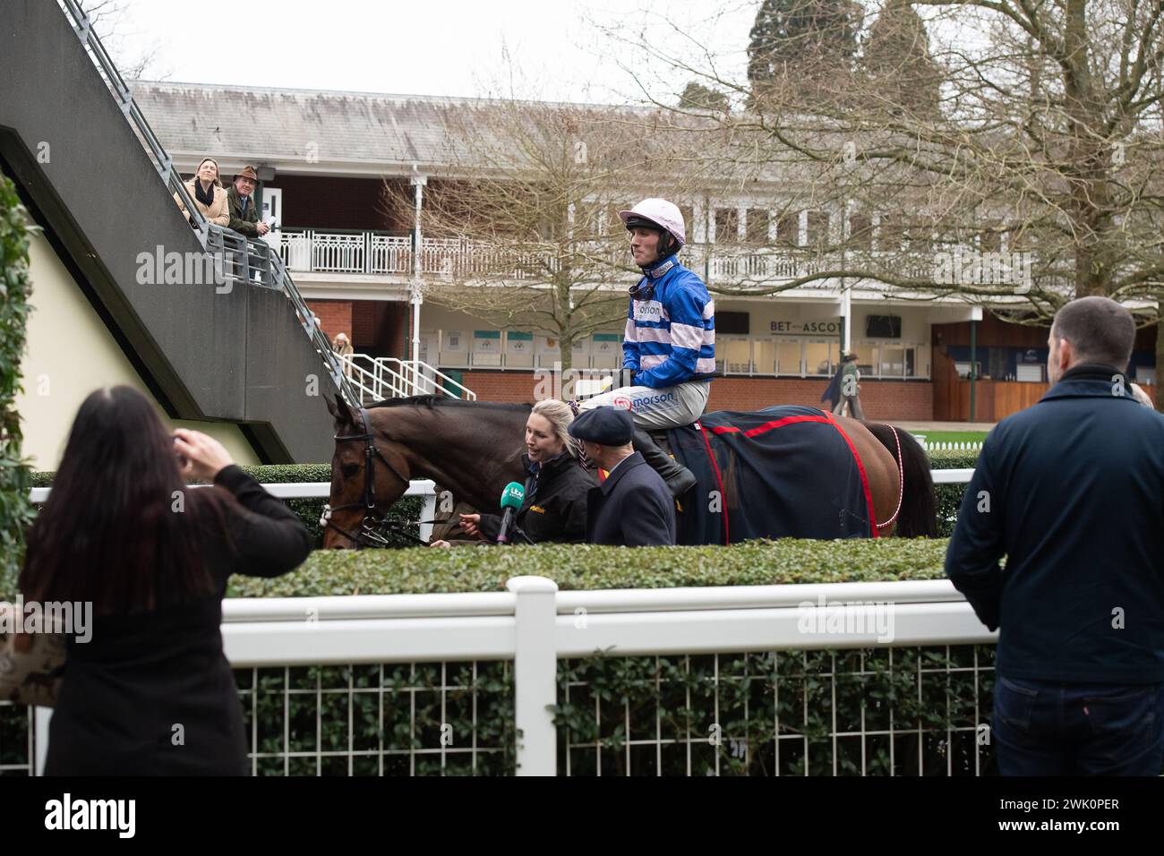 Ascot, Berkshire, Großbritannien. Februar 2024. Horse PIC D'Orhy geritten von Jockey Harry Cobden Gewinner der Betfair Ascot Steeple Chase beim Betfair Ascot Chase Raceday auf der Ascot Racecourse für die Besitzerin Johnny de la Hey und Trainer Paul Nicholls, Ditcheat. Sponsor Der Morson Group. Quelle: Maureen McLean/Alamy Live News Stockfoto