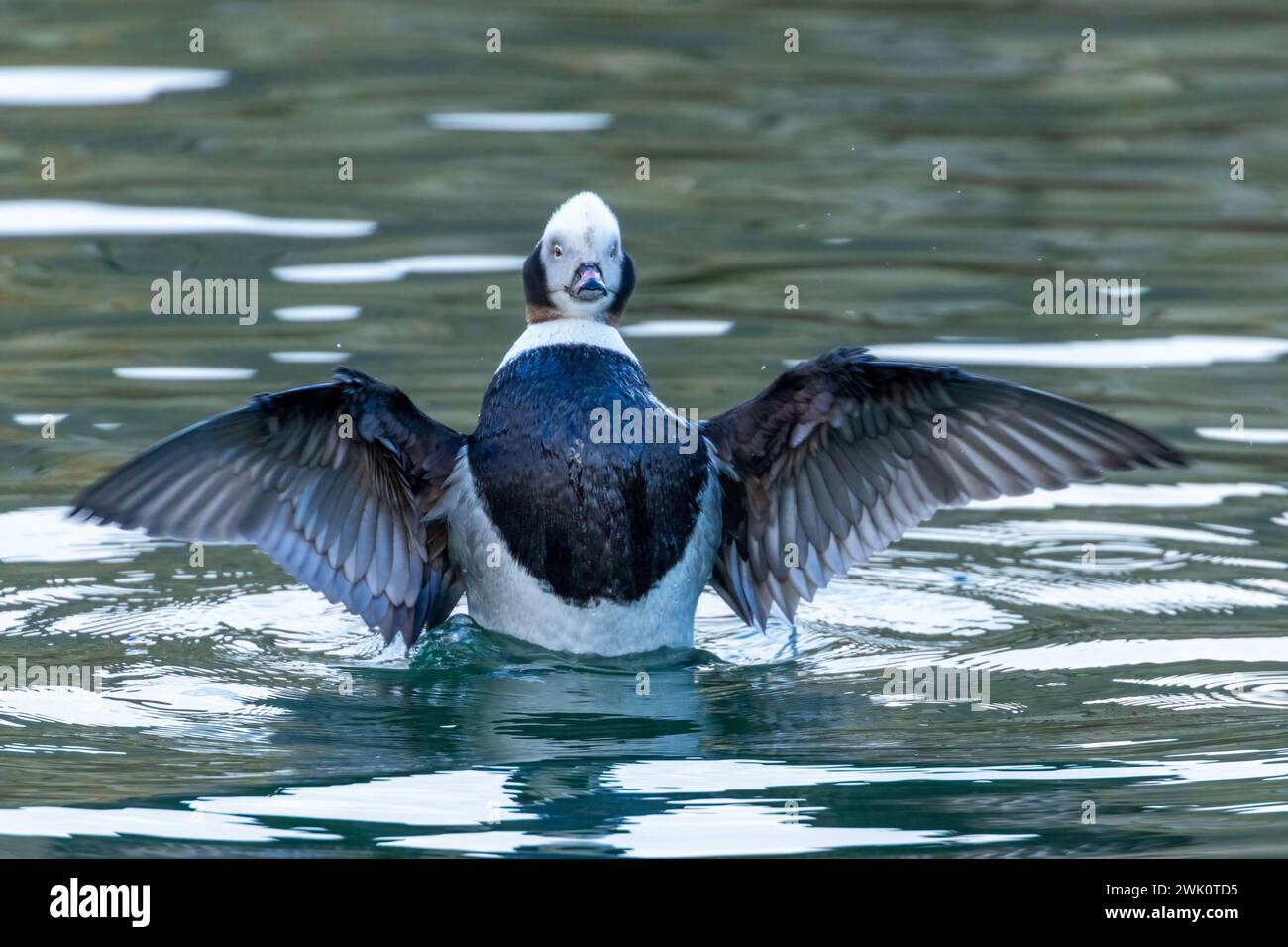 Männliche Langschwanzente, die seine Flügel im Wasser ausstreckt Stockfoto