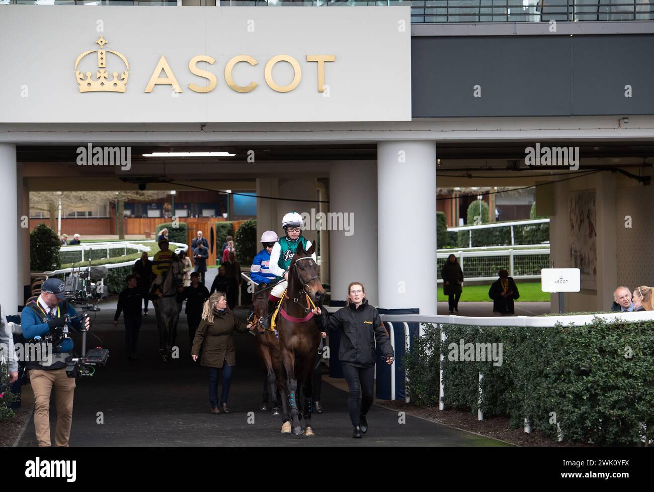 Ascot, Großbritannien. Februar 2024. L'Homme Presse, geritten von Jockey Charlie Deutsch, geht auf die Rennstrecke für die Betfair Ascot Steeple Chase auf dem Betfair Ascot Chase Raceday auf der Ascot Racecourse für Trainer Venetia Williams, Hereford und Eigentümer DFA Racing (Pink & Edwards). Züchter Bernard Camp. Sponsor Faucets Limited. Quelle: Maureen McLean/Alamy Live News Stockfoto