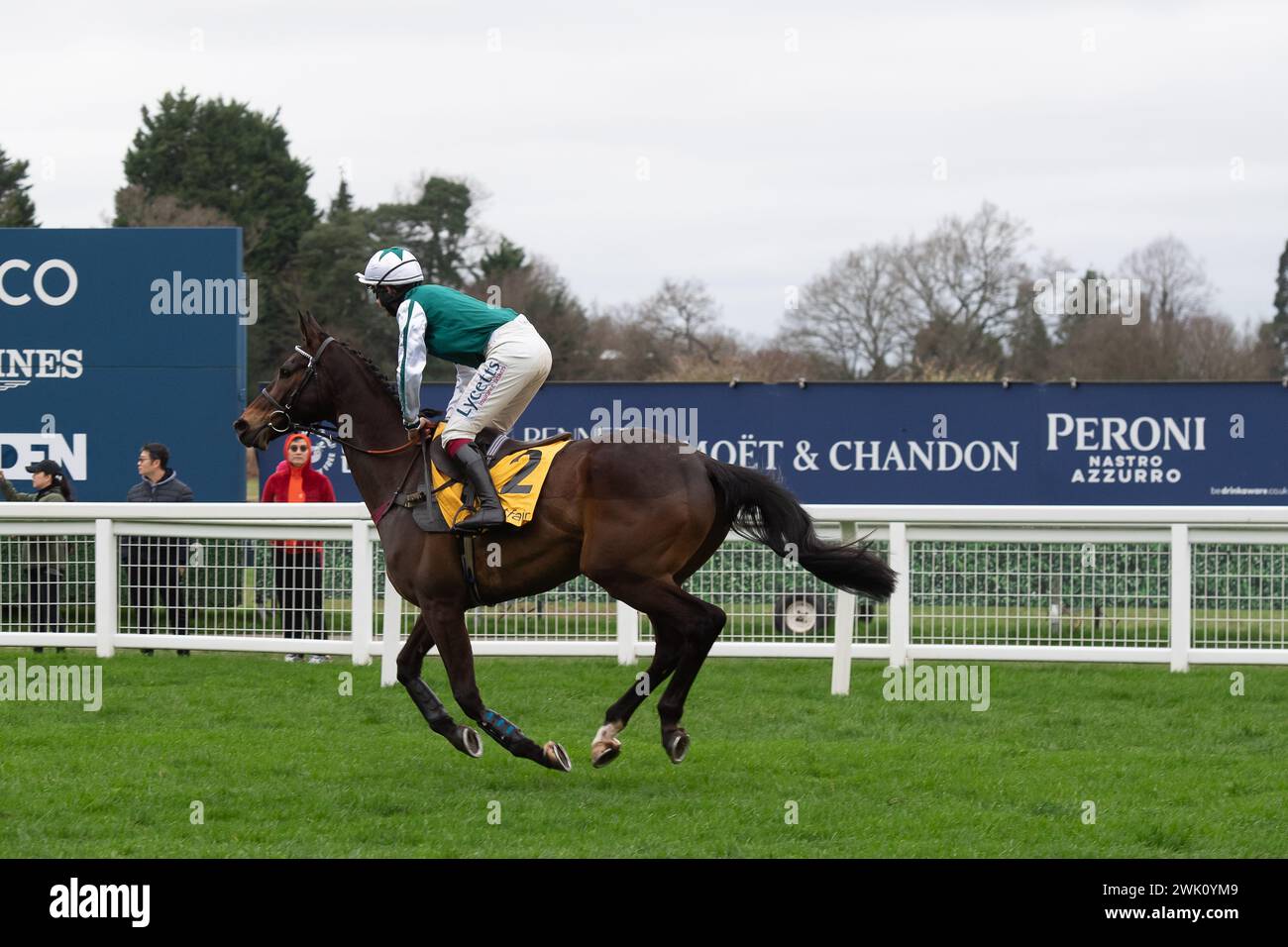 Ascot, Großbritannien. Februar 2024. L'Homme Presse, geritten von Jockey Charlie Deutsch, geht auf die Rennstrecke für die Betfair Ascot Steeple Chase auf dem Betfair Ascot Chase Raceday auf der Ascot Racecourse für Trainer Venetia Williams, Hereford und Eigentümer DFA Racing (Pink & Edwards). Züchter Bernard Camp. Sponsor Faucets Limited. Quelle: Maureen McLean/Alamy Live News Stockfoto