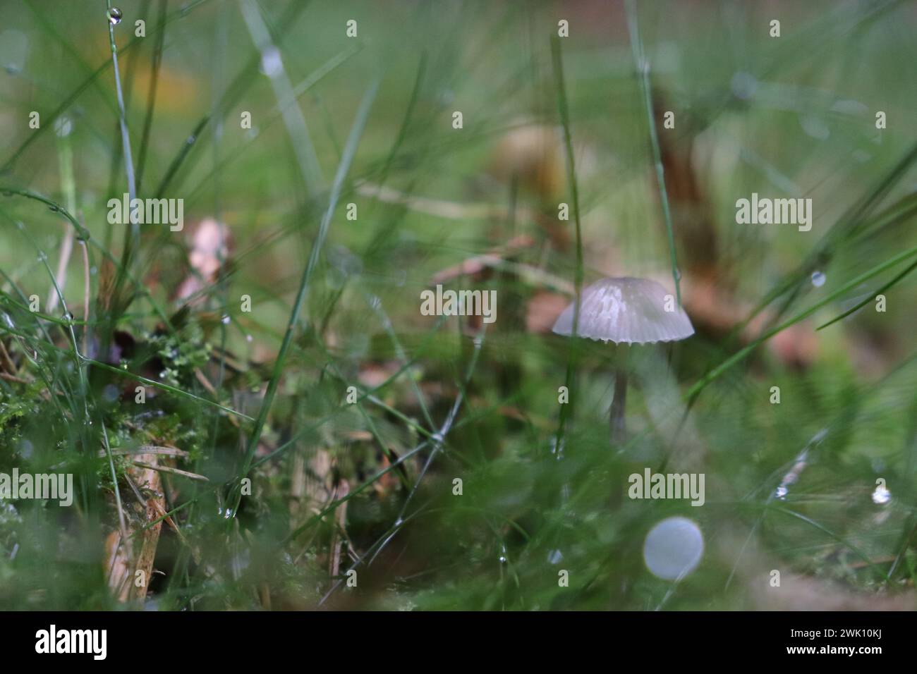 Pilze auf einer Waldwiese Stockfoto