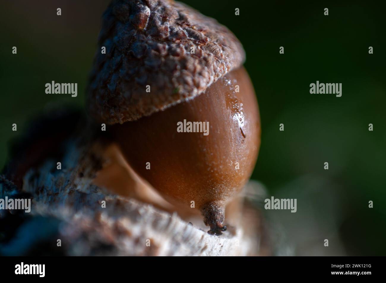 Makroaufnahme eines alcorns, Faskally Forest, Pitlochry. Stockfoto