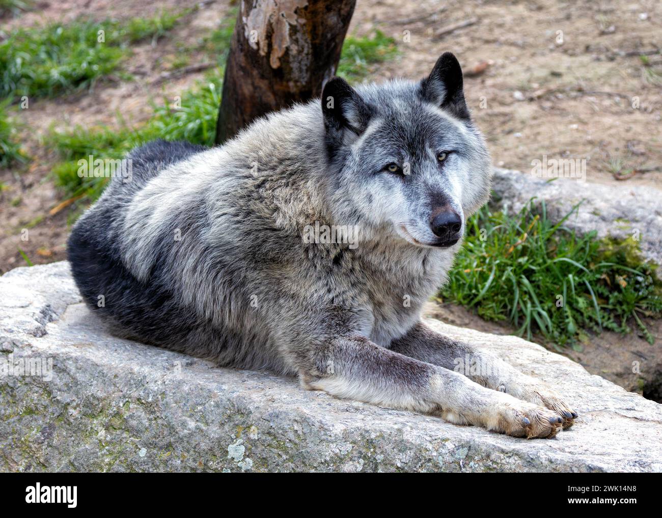 Der majestätische graue Wolf streift durch die weite Wildnis Nordamerikas und verkörpert den Geist der ungezähmten Wildnis. Stockfoto