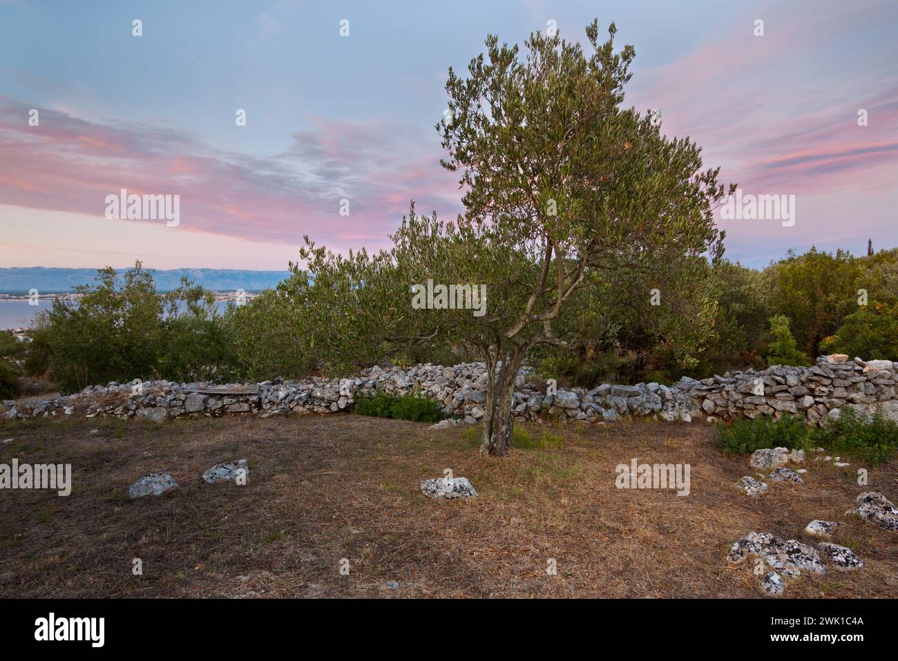 Olivenbaum im Sonnenuntergang, Insel Ugljan, Dalmatien, Kroatien Stockfoto