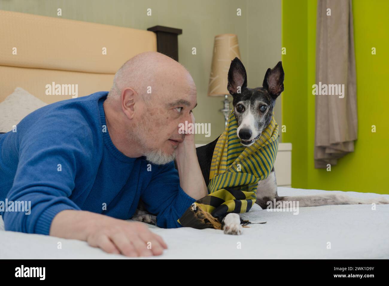 Ein reifer Gentleman posiert in Begleitung seines greyhound-Gefährten bequem vom Bett aus für die Kamera. Stockfoto