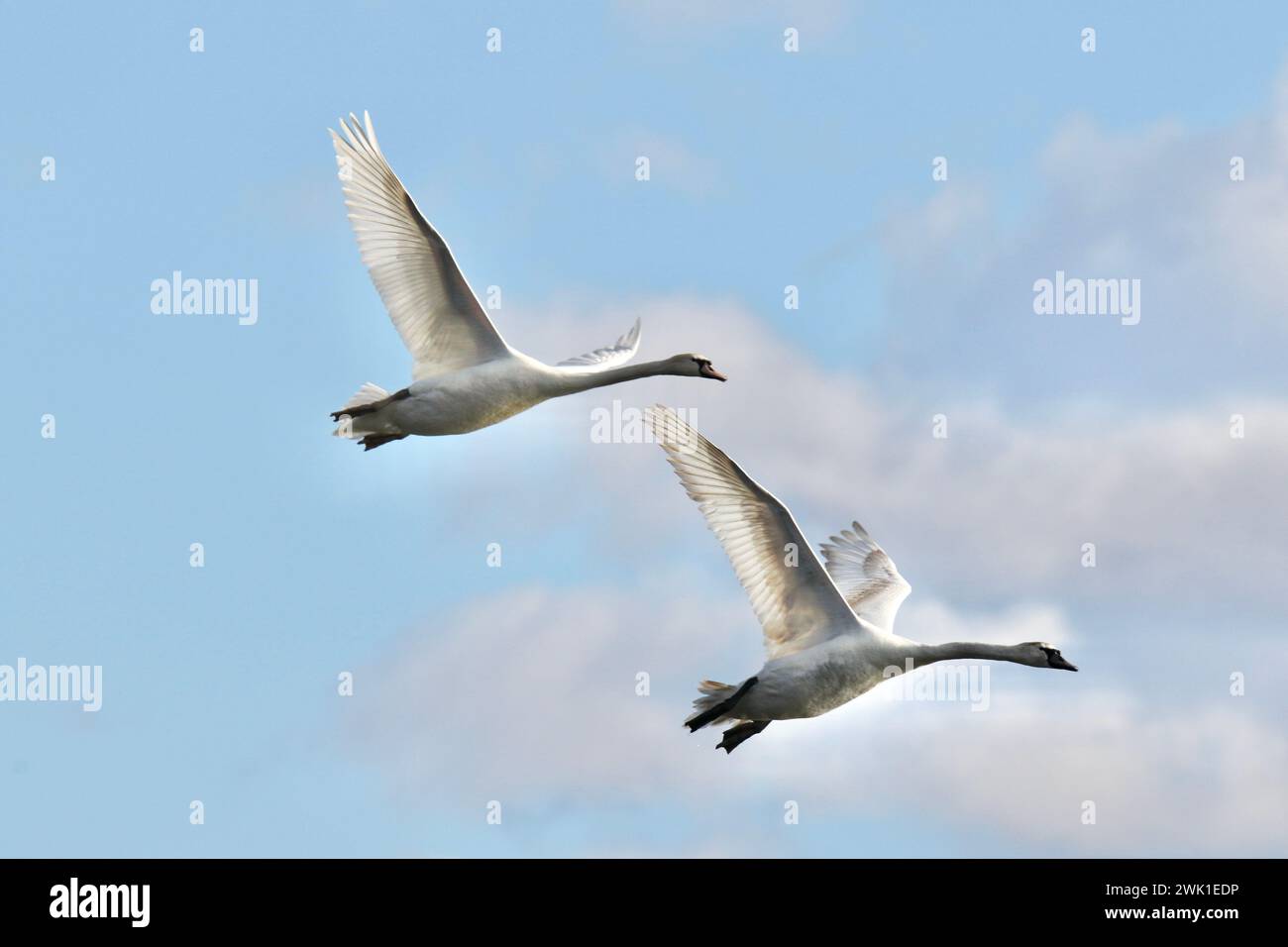 Zwei stumme Schwäne Cygnus olor fliegen im Winter zusammen Stockfoto