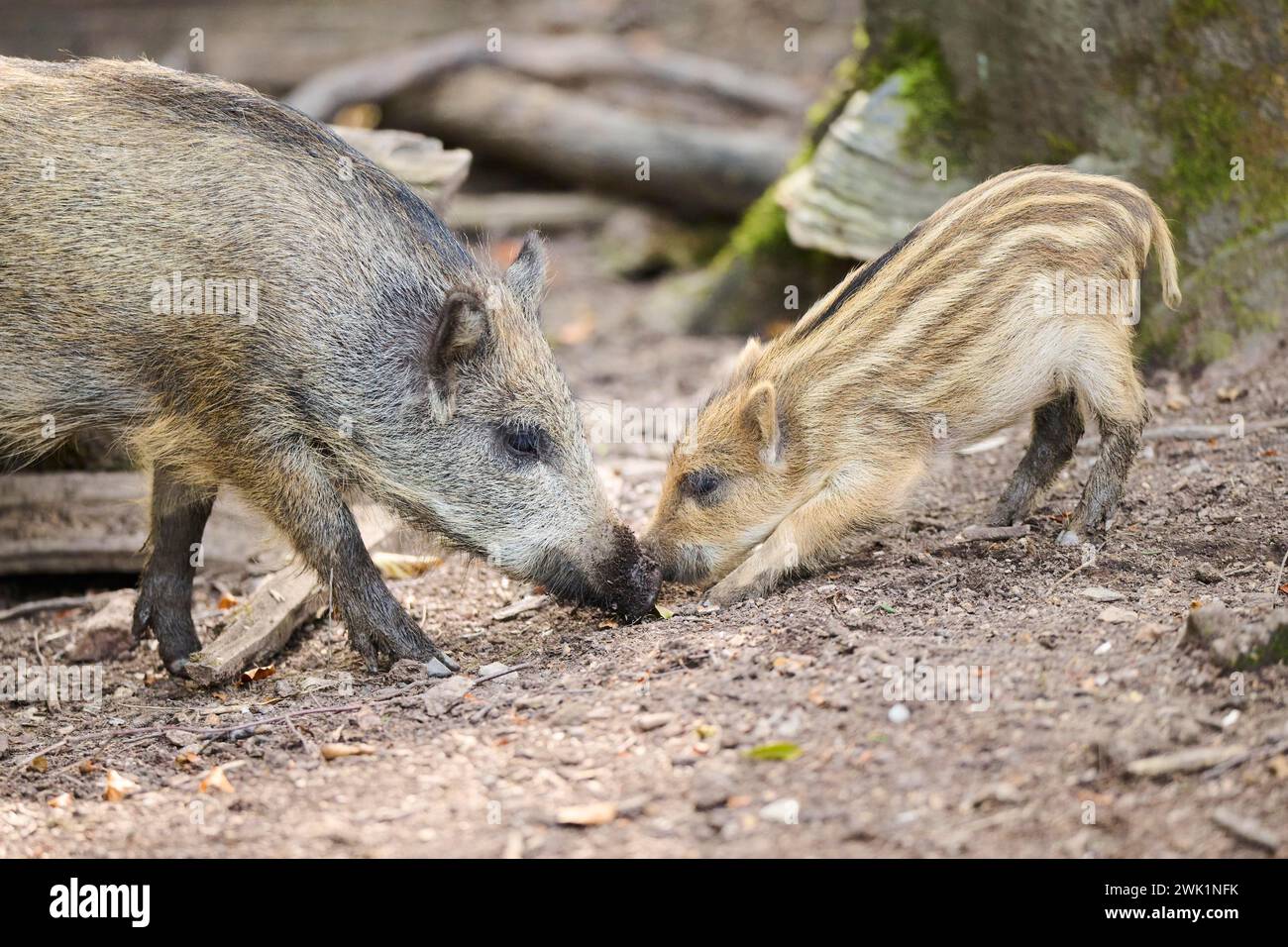 Wildschweinmutter (Sus scrofa) mit ihrem Quietscher im Wald, Bayern, Deutschland Stockfoto