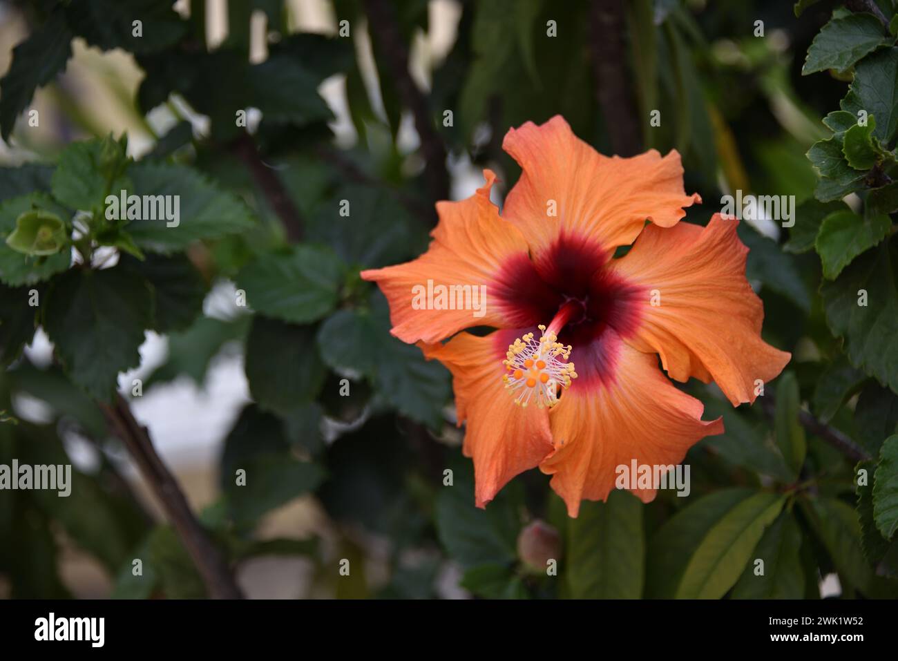 Hibiskusblüte Stockfoto