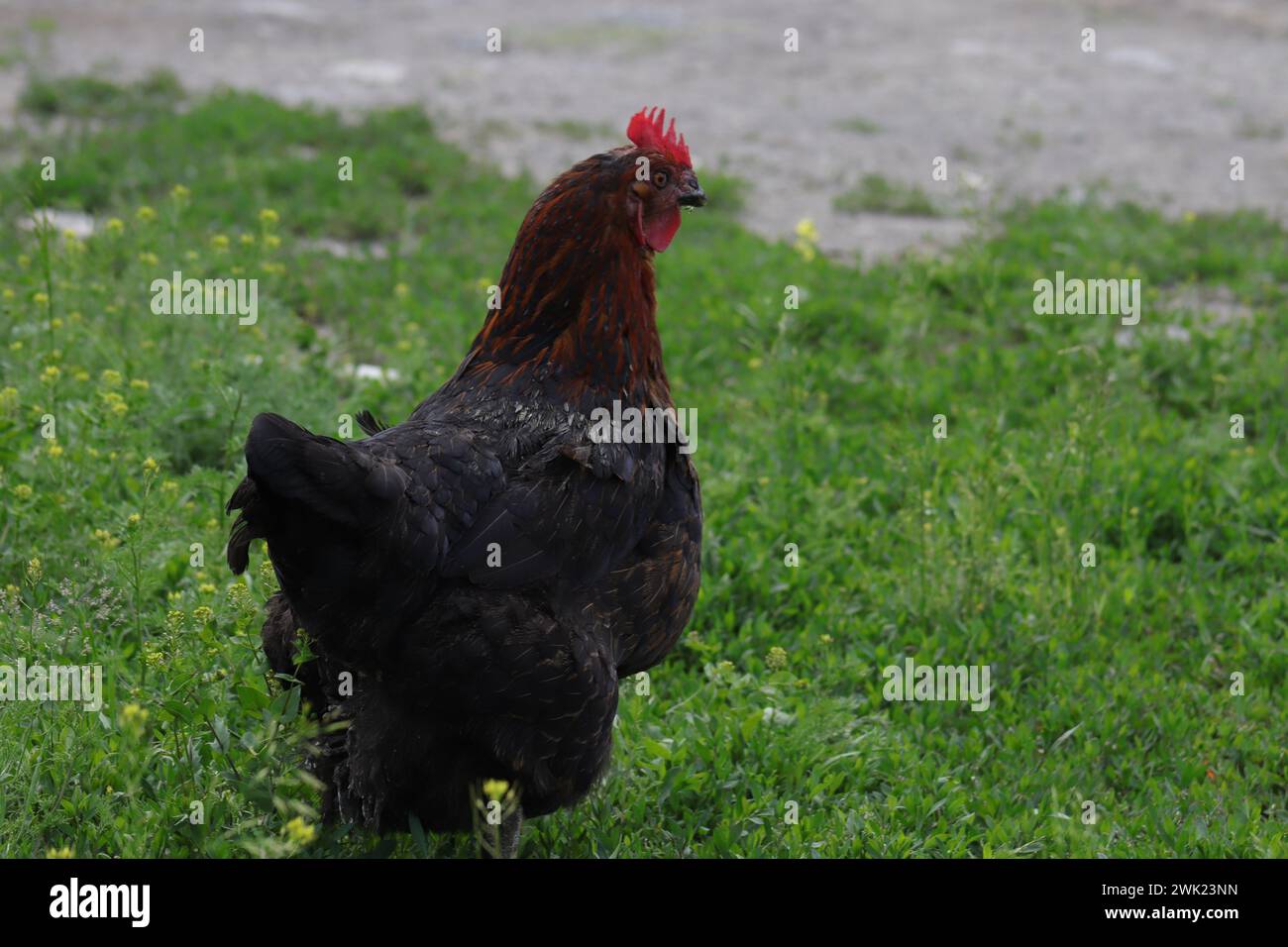 Hühner, die auf einem Bauernhof auf Futtersuche sind, mit ökologischer Geflügelhaltung. Bio-Eier. Hochwertige Fotos Stockfoto