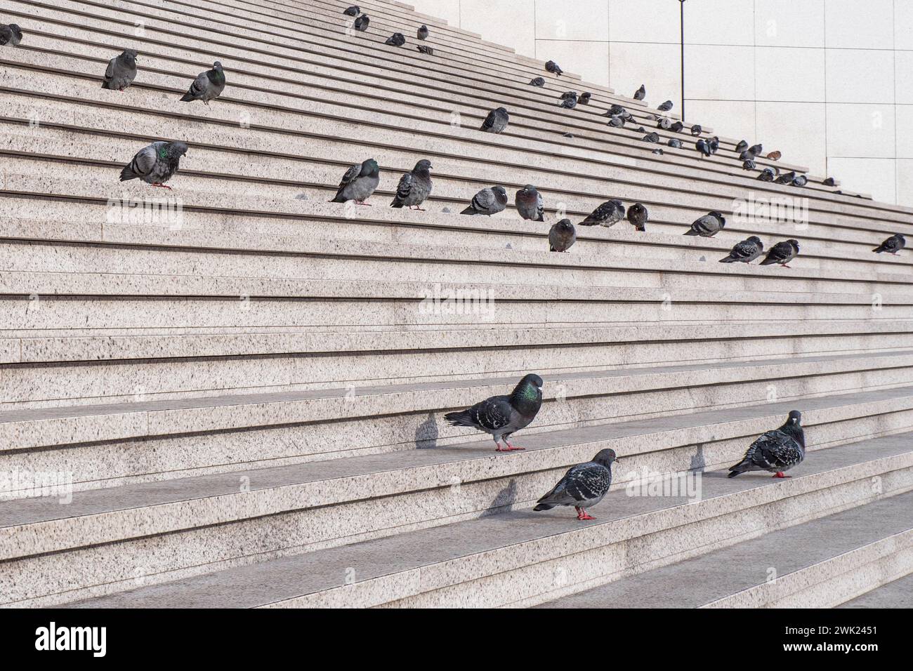 Viele Tauben auf den Stufen einer Treppe in der Stadt Stockfoto