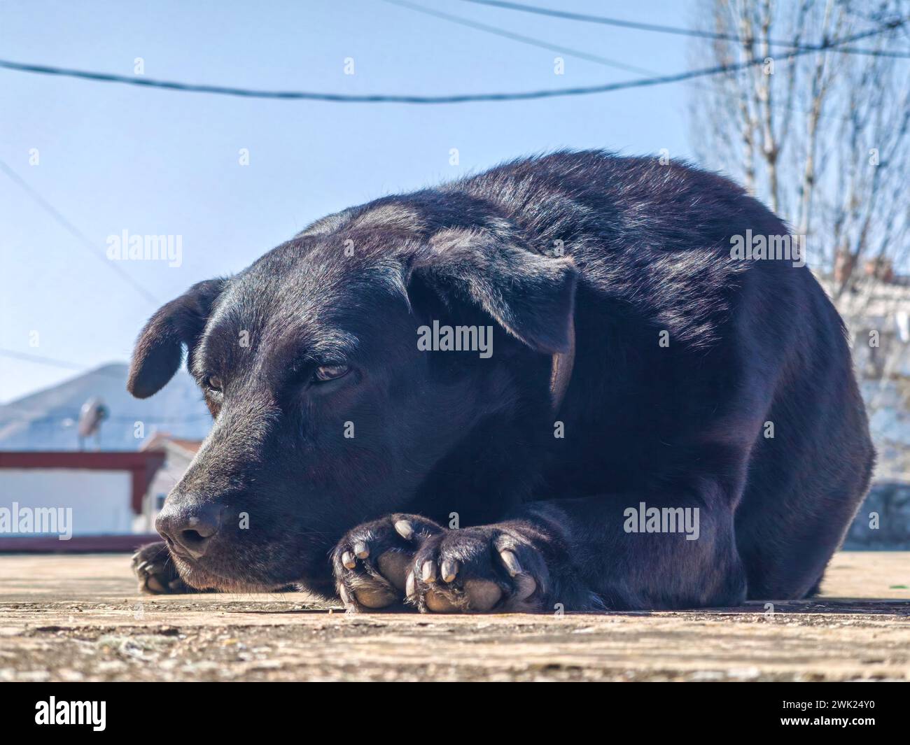 Loyalität in Trauer. Die Melancholie eines alternden schwarzen Hundes. Gemischte Rasse. Porträt des Haustieres. Stockfoto