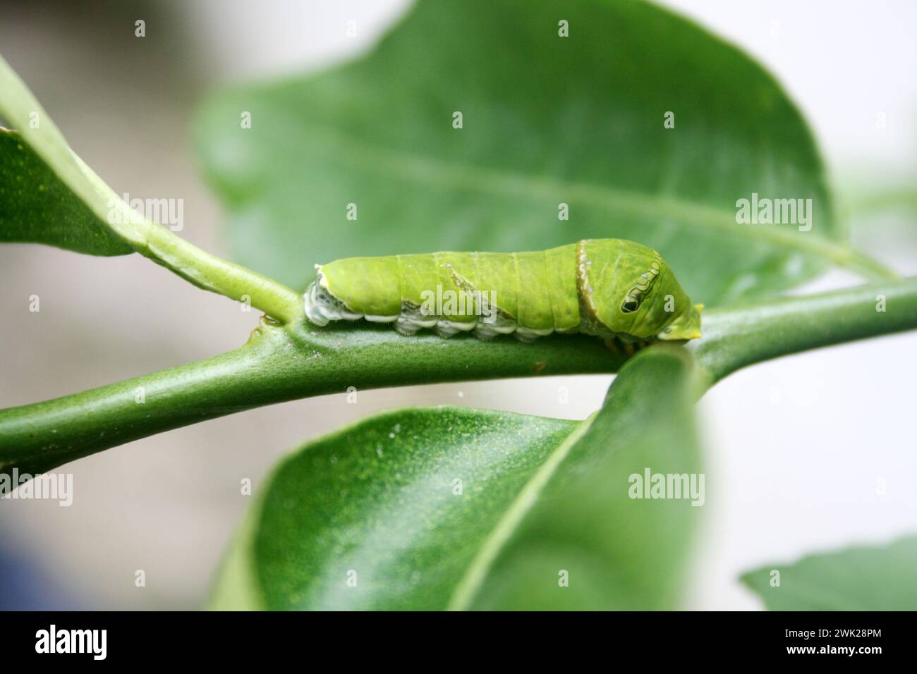Gewöhnlicher Mormonenfalter (Papilio polytes) raupe im fünften und letzten Stadium : (Bild Sanjiv Shukla) Stockfoto