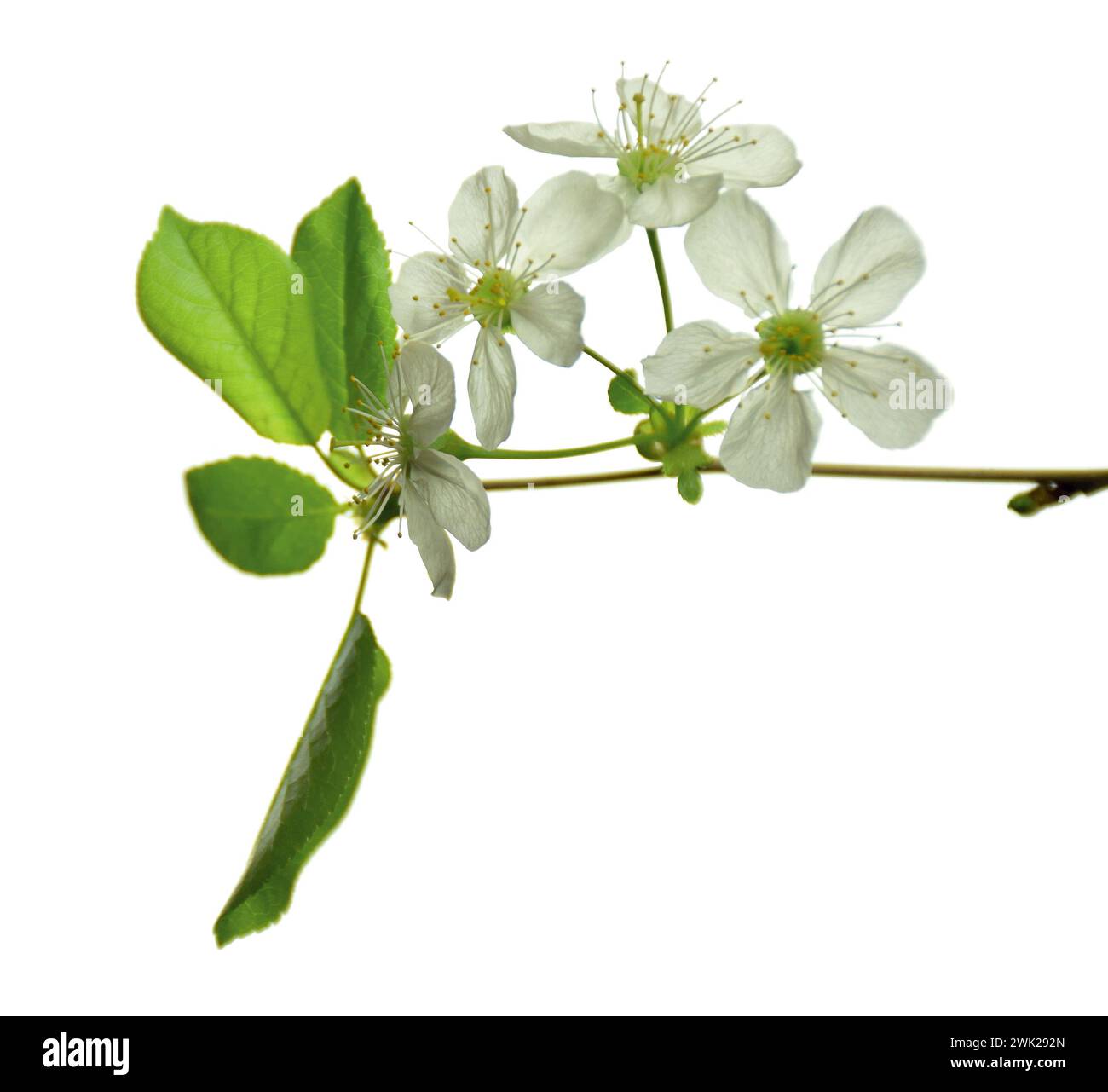 Weiße Blüten am Ast auf weißem Hintergrund während der Frühjahrsblüte. sakura-Blüten isoliert. Blühende Kirschbaumzweige isoliert auf weißem B Stockfoto