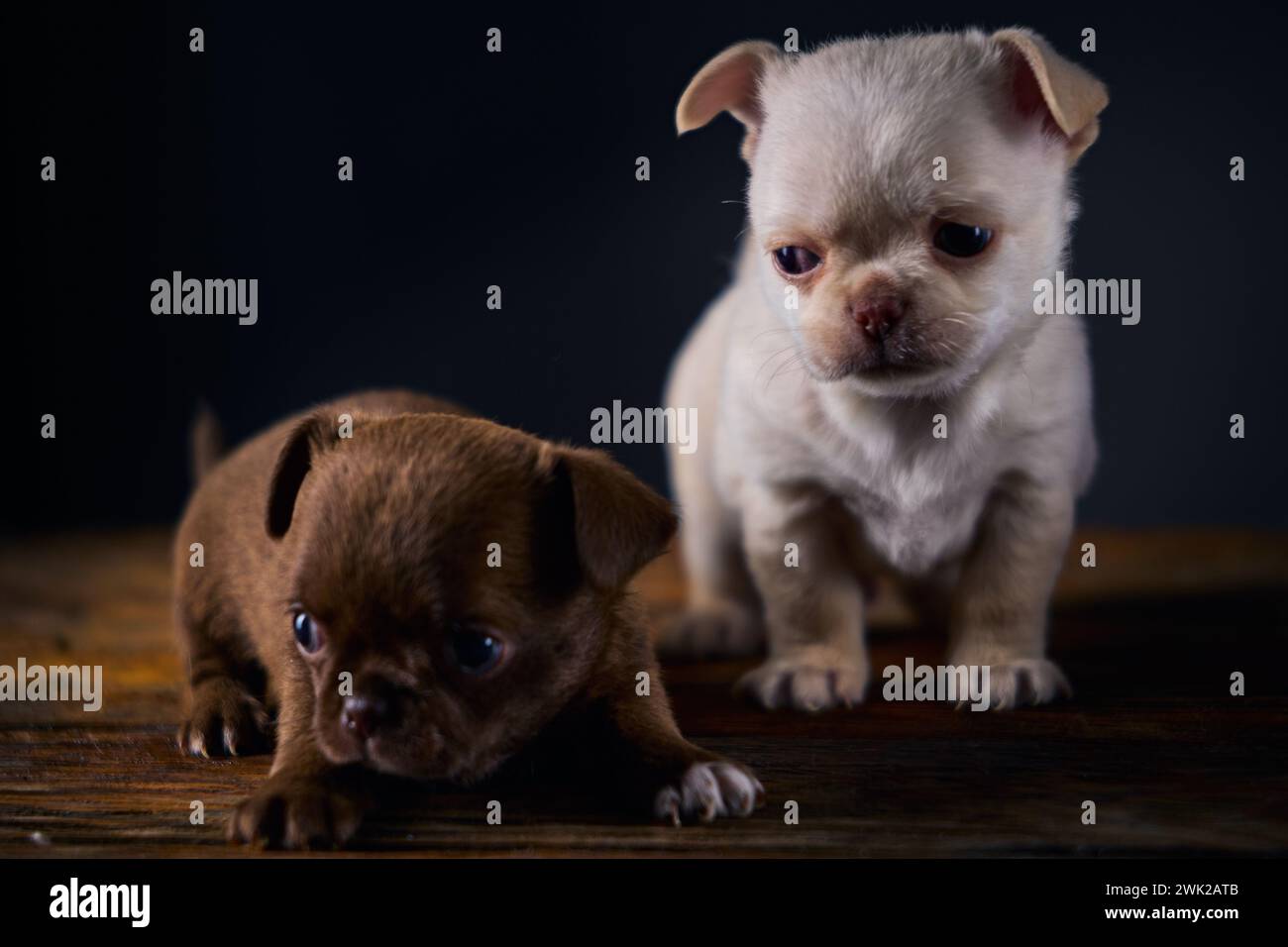 Porträt eines kuitbraunen und weißen chihuahua-Jungen auf einem Holztisch. Stockfoto