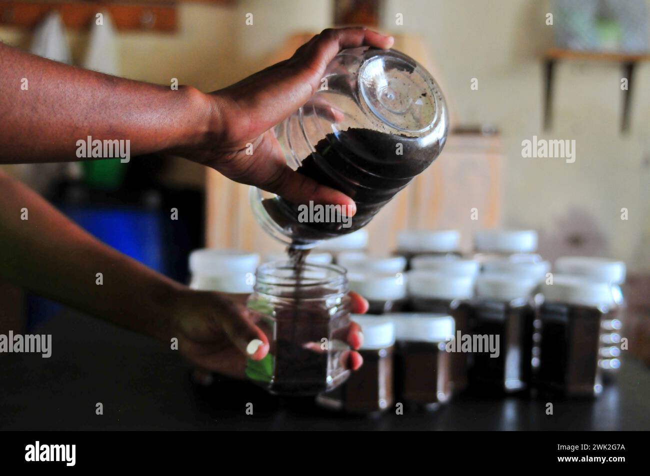 Die Jugendbauerin Liza Legodi pflanzt und verarbeitet Kaffee in GA-Mashashane, einem ländlichen Dorf in Limpopo, Südafrika Stockfoto