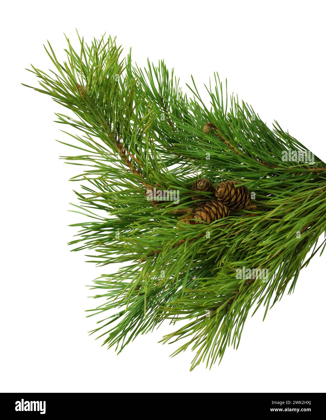 Kiefernzweig mit Kegeln, isoliert auf weißem Hintergrund ohne Schatten. Weihnachten. Saison. Natur. Stockfoto