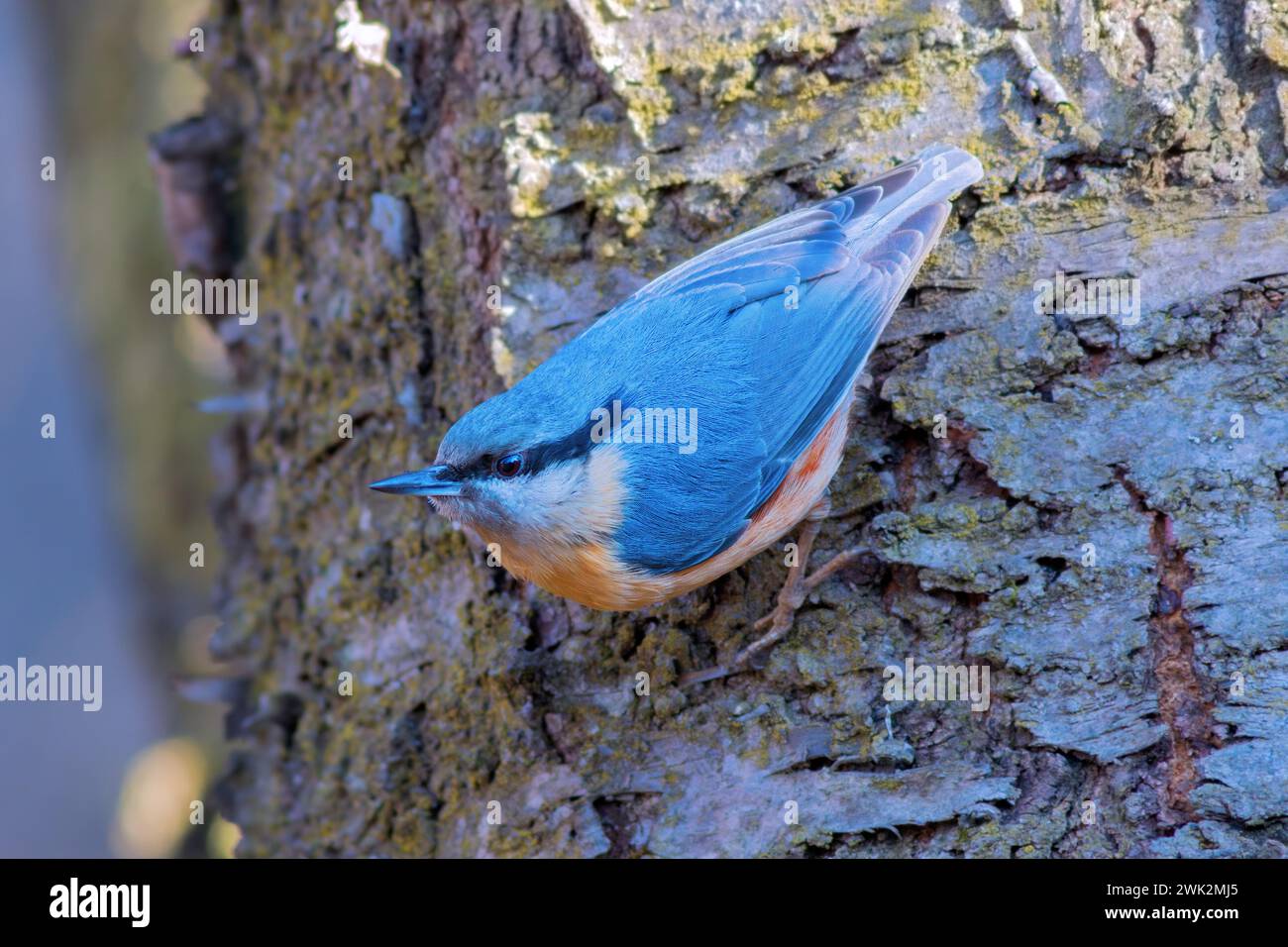 eurasische Nuthatch-Nahaufnahme in natürlichem Lebensraum (Sitta europaea) Stockfoto